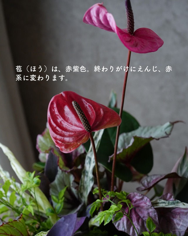 アンスリウム　ユタ　4号　