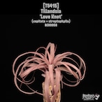 【送料無料】'Love Knot'〔エアプランツ〕現品発送T5415