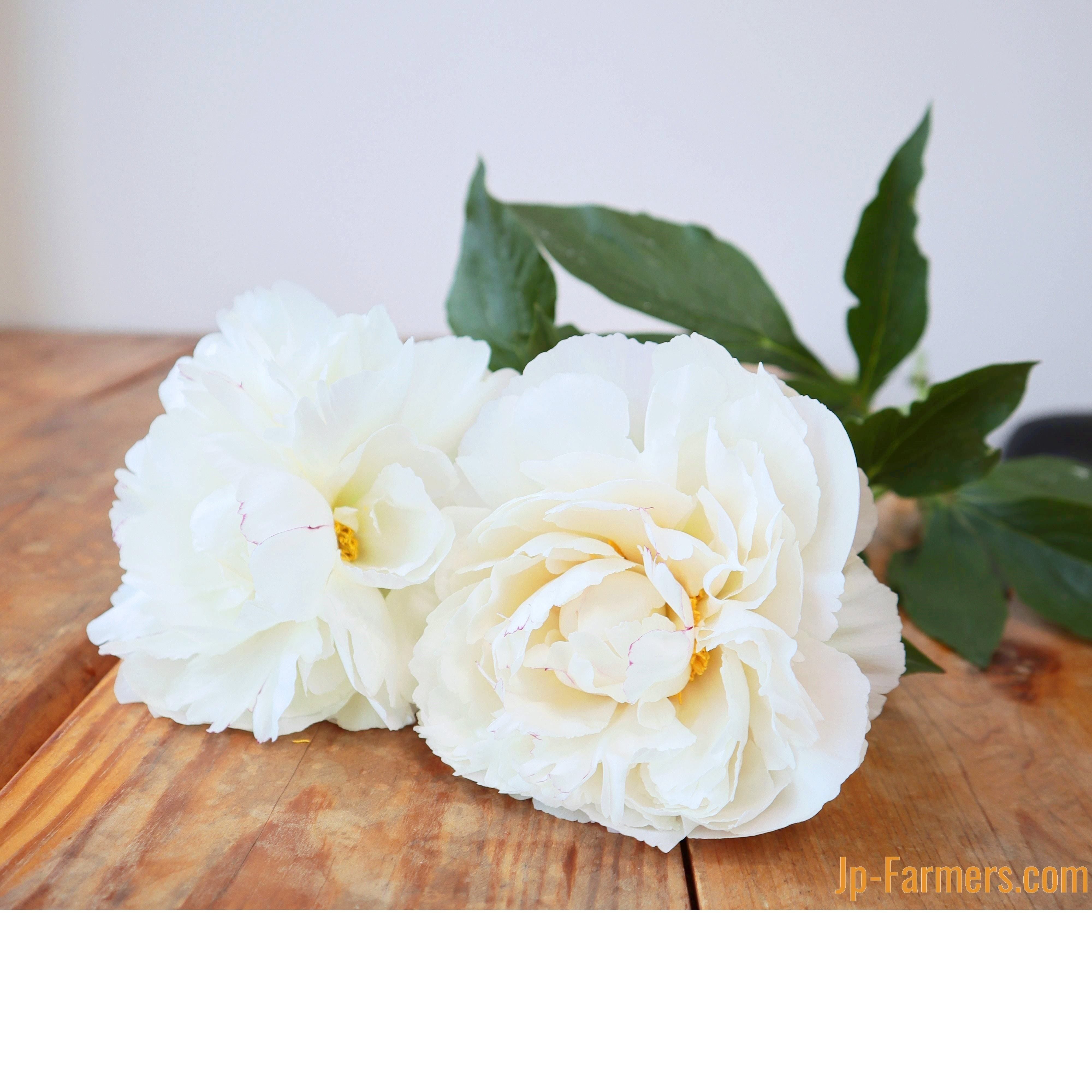 シャクヤク | 新鮮お花問屋 Jp-Farmers.com