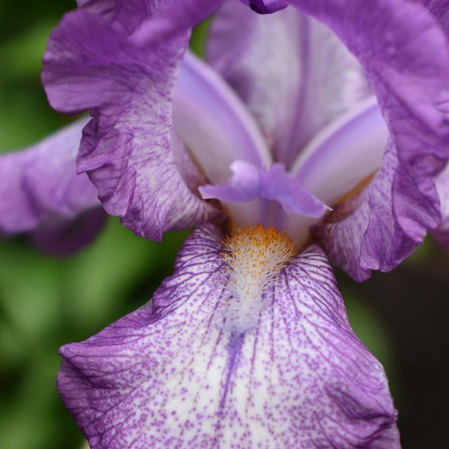 ハリネズミとアイリスのネックレス