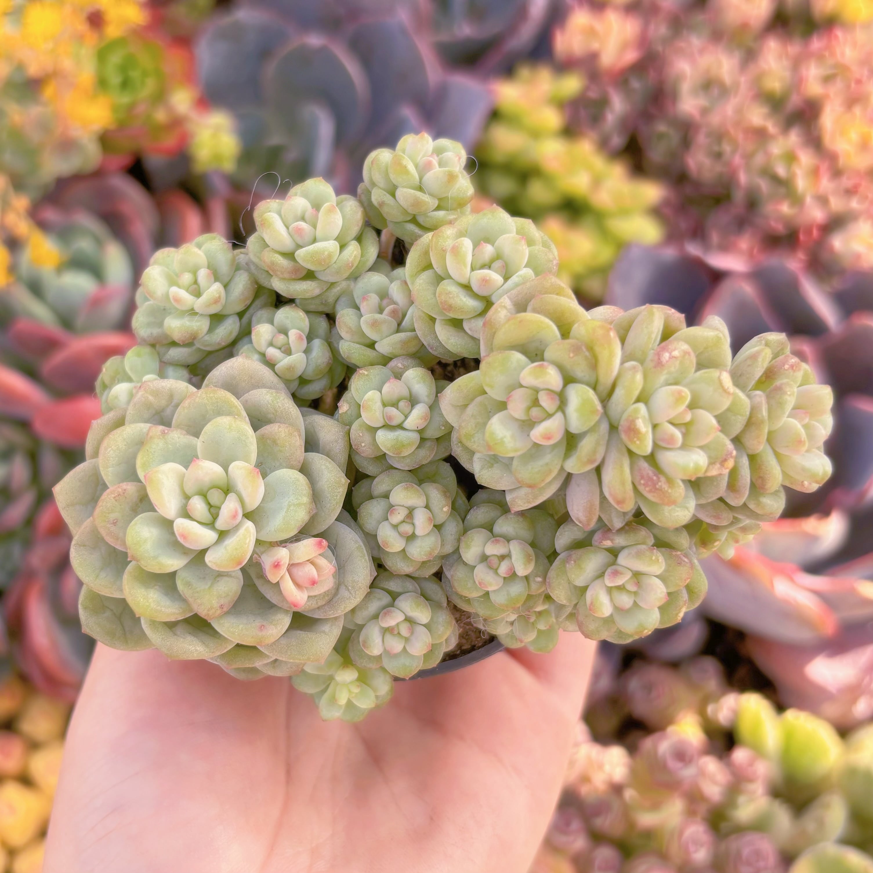 現品　サンシャインローズ#A086　群生　るる農園