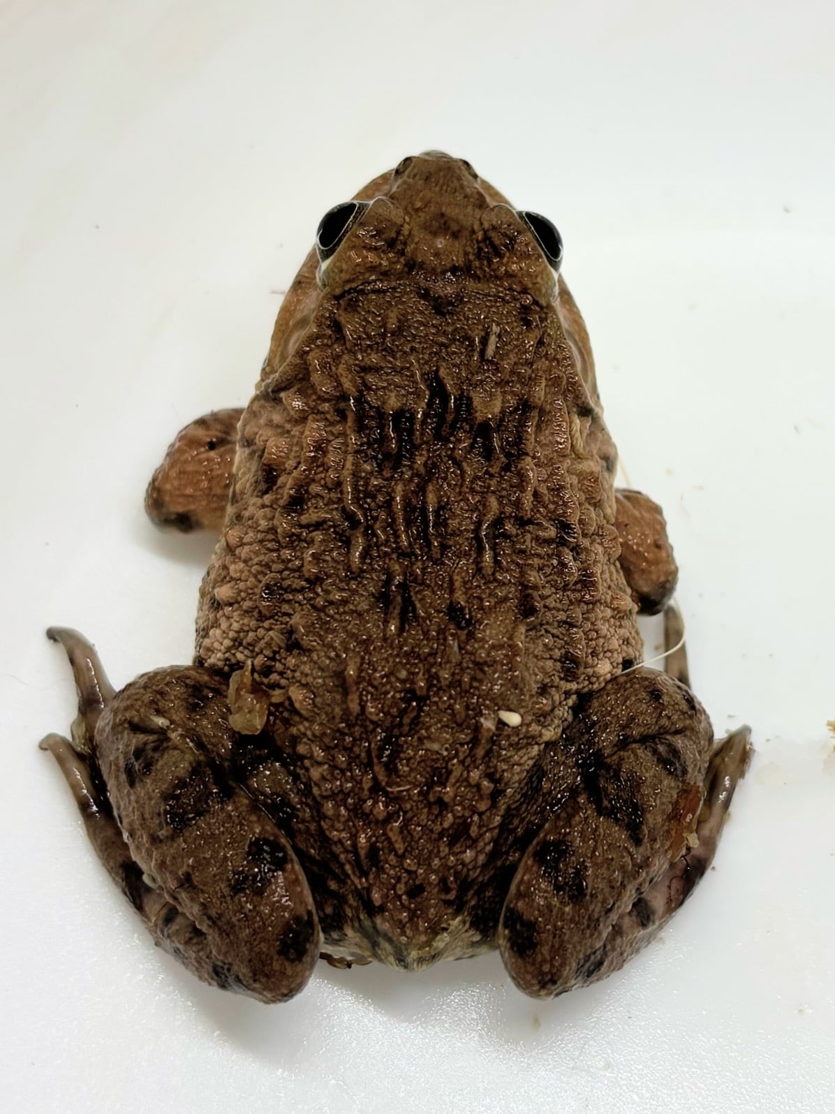 ババトラフガエル⑨ 1匹 | まるころ商店〜まるくてころころした生き物