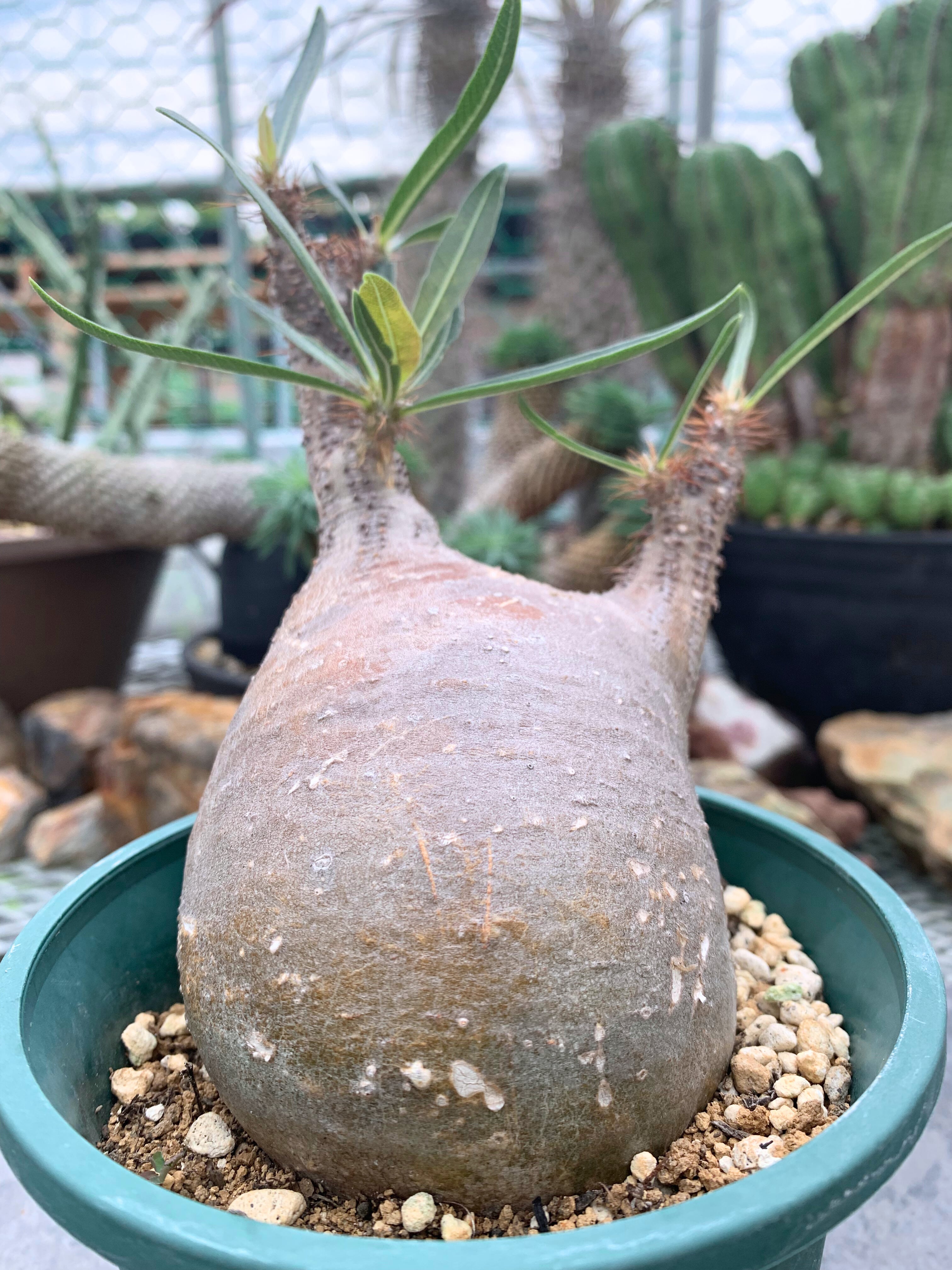 パキポディウム グラキリス P001【送料着払い】 | CACTUS330