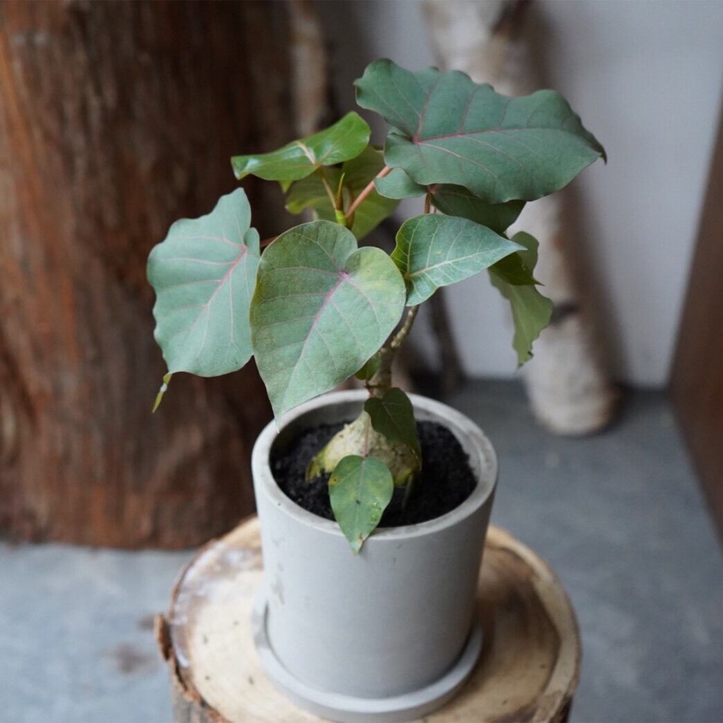 フィカス ペティオラリス 鉢セット 観葉植物 グリーン インテリア 新生活 Lowergo