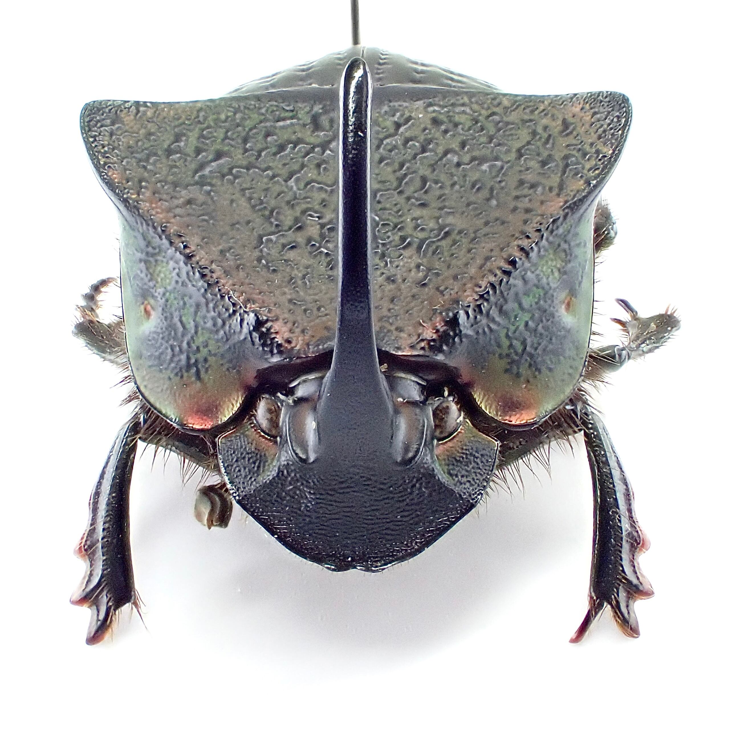 エクアドル産 Phanaeus meleagris ♂ 18mm | 昆虫標本 Diggers & Rollers