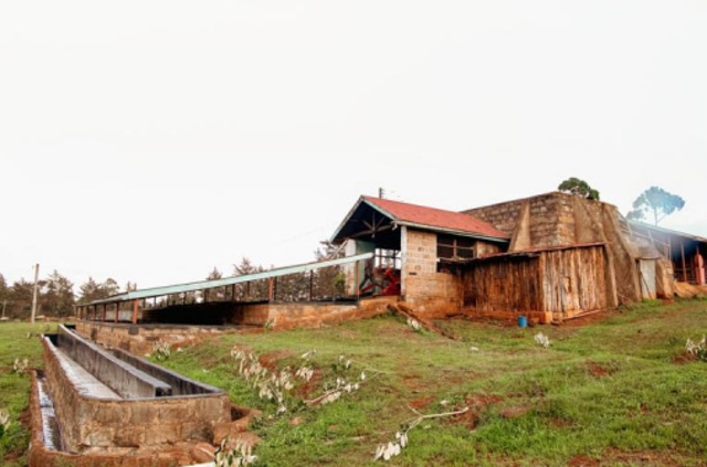 Kenya Kianjogu Nyeri AAコーヒー　生豆　500g