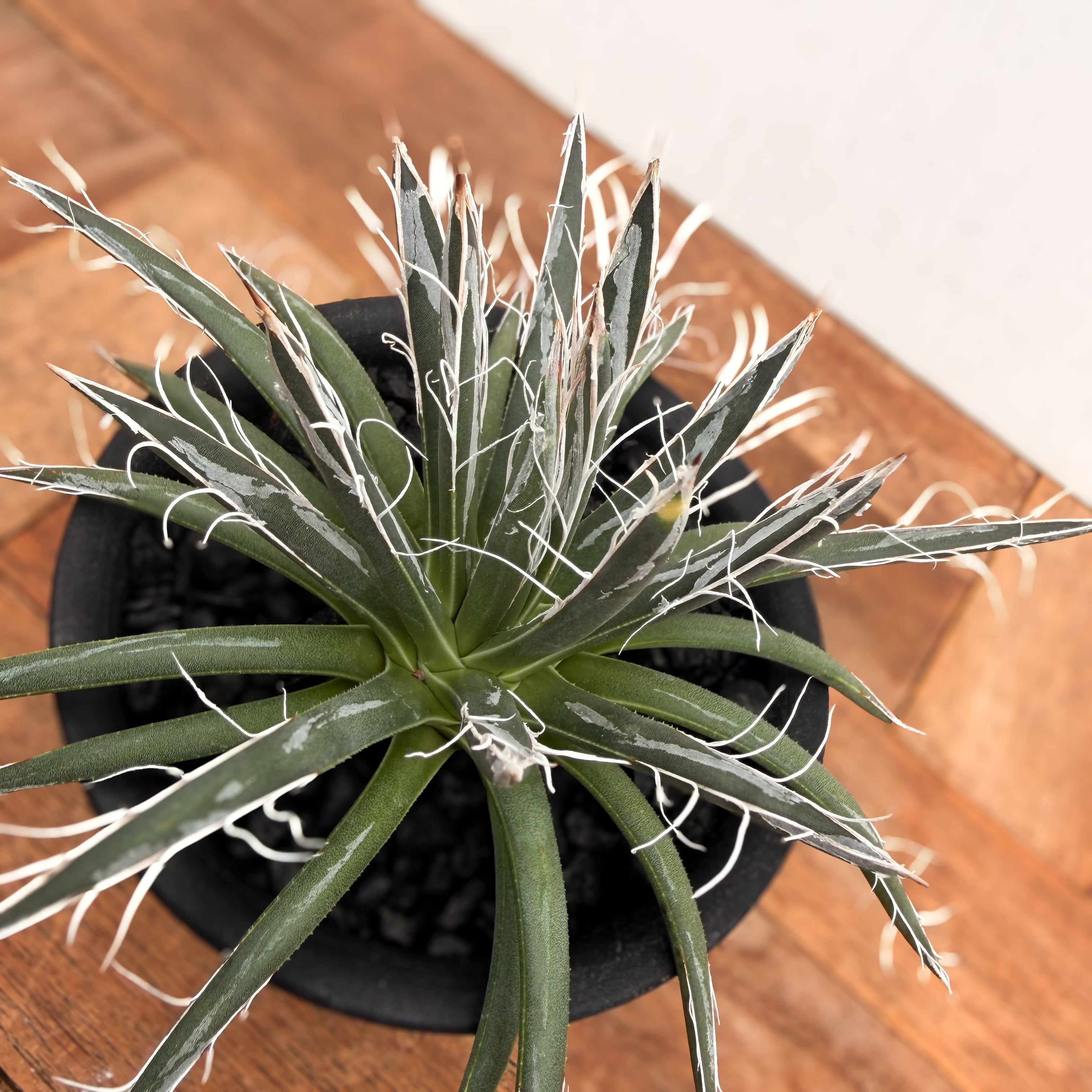 アガベ　パープソラム　帝釈天　大株 Agave purpusorum【アガベ・パープソラム・帝釈天】 | RIMO'S