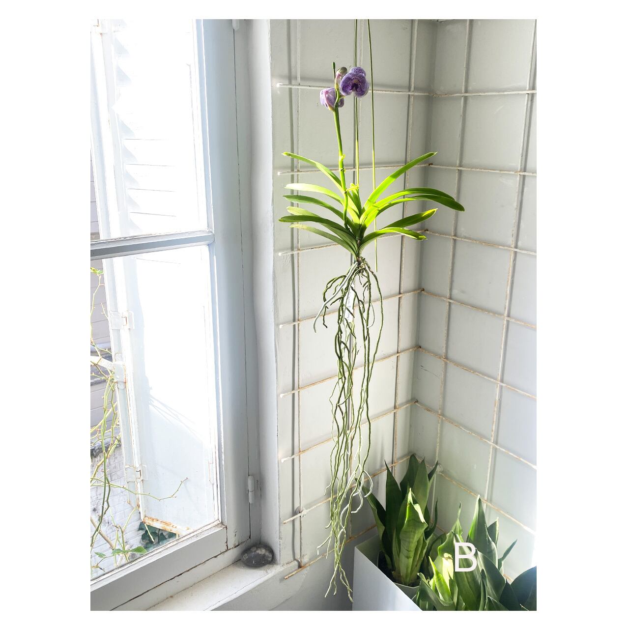 Vanda | Seeding