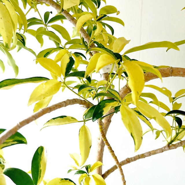 【Luxury Plants】希少 シェフレラ・グランディ 斑入り 観葉植物 calm cafe