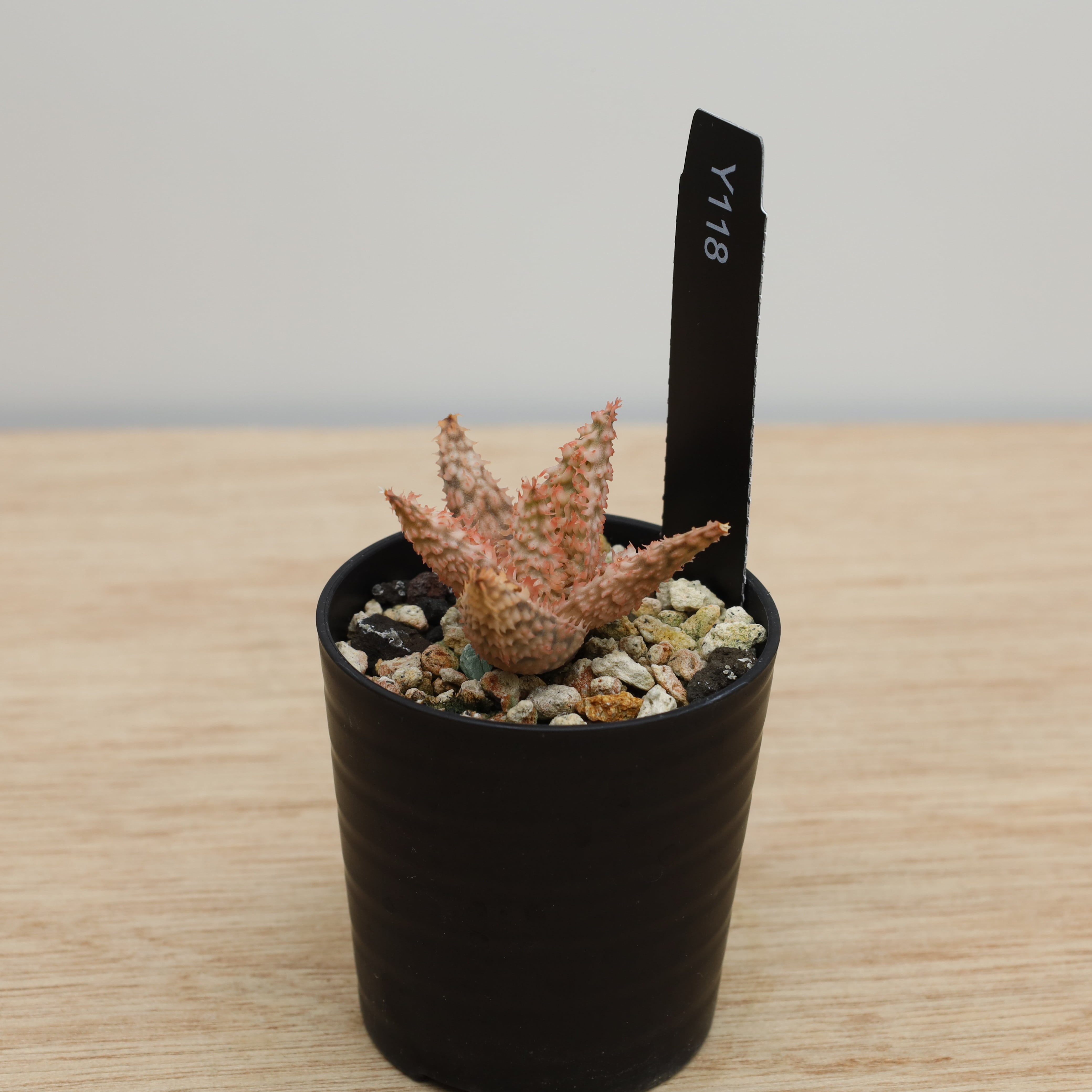 アロエ テンプラ 子株 | THE CORE