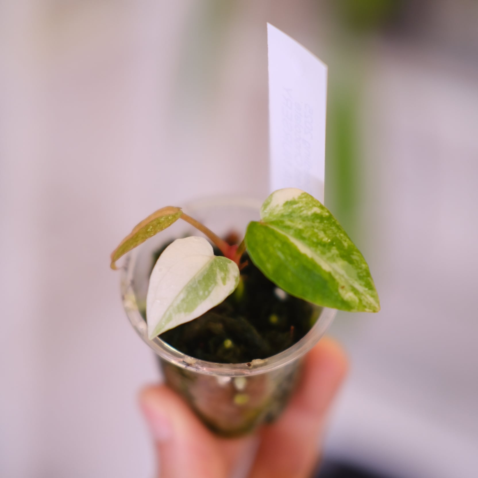 アンスリウム / Anthurium | tokyoplants / 観葉植物専門店