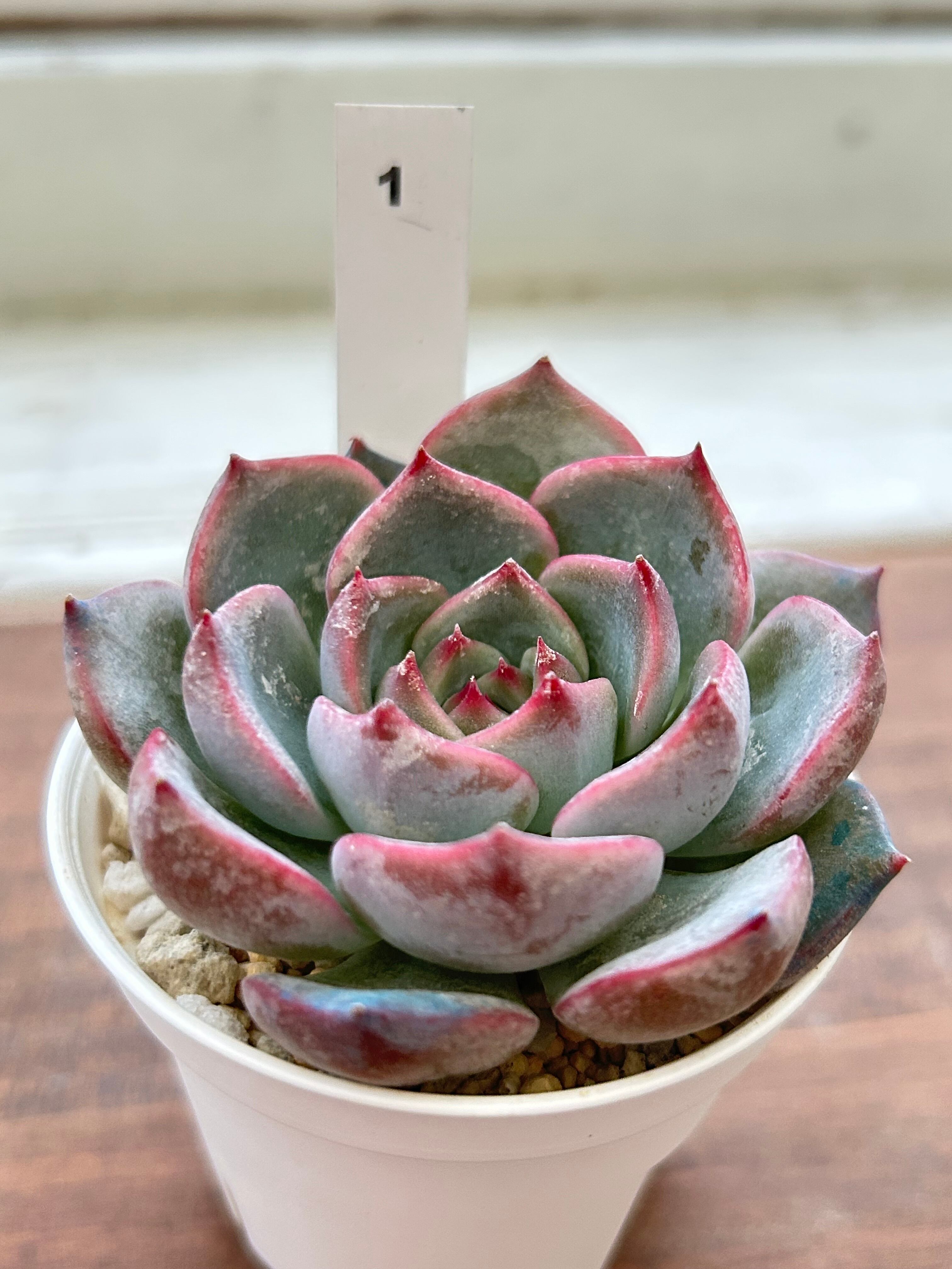 輸入苗 ☆キャロライン No.1