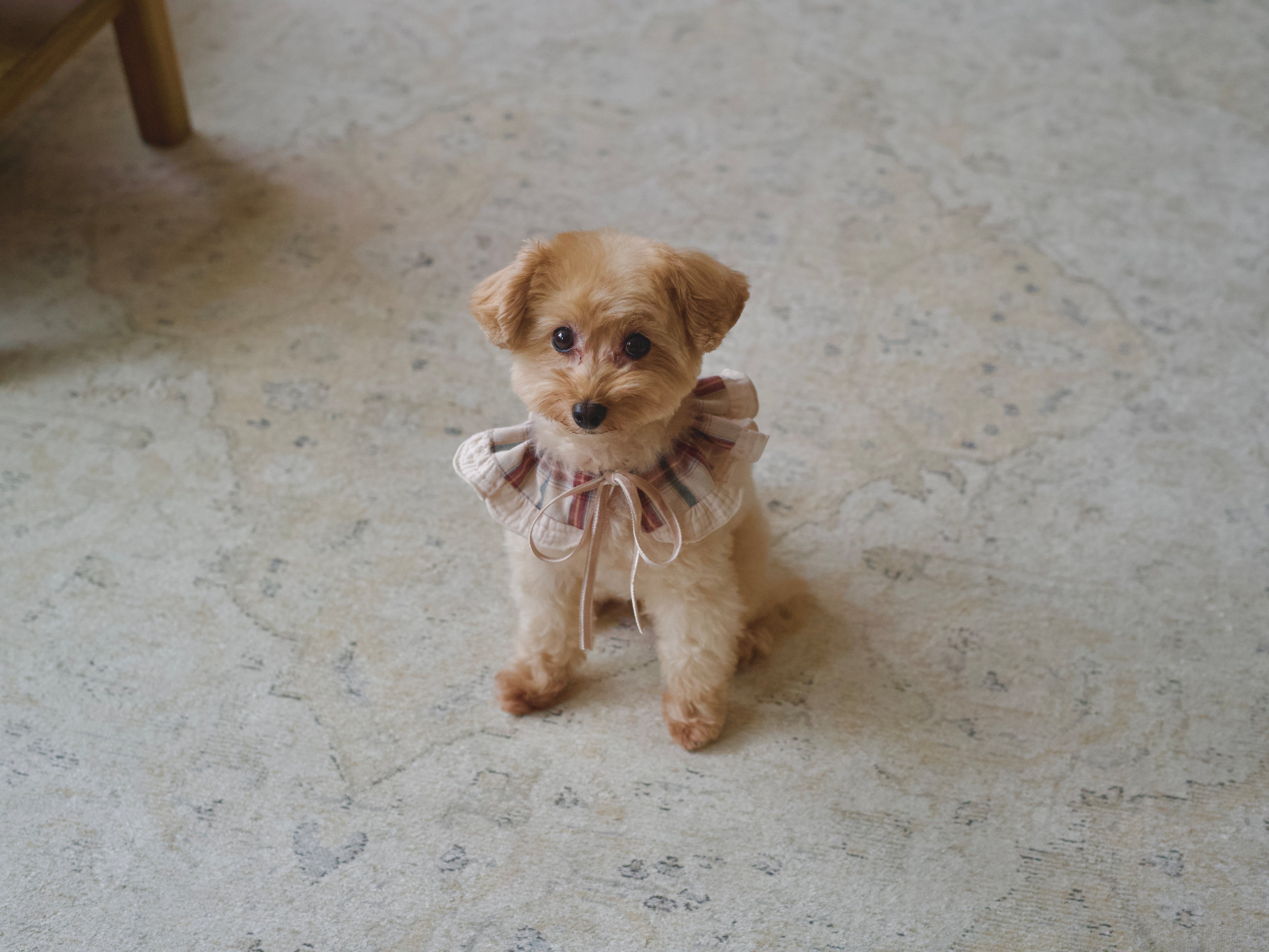BIQUET チェックフリルスタイ】お祝いに 小物 / ドッグウェア 犬服