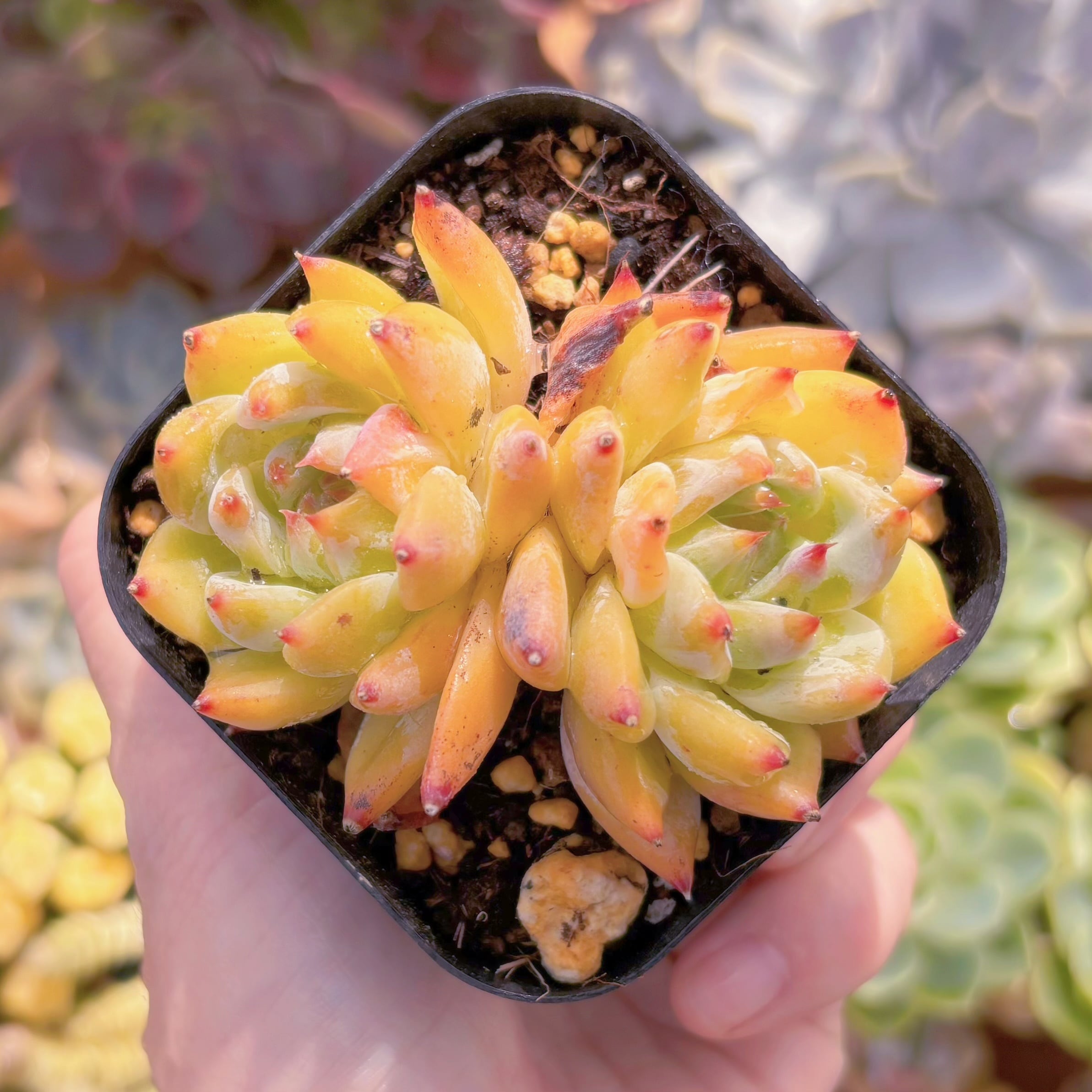 現品　紫玲#767　るる農園