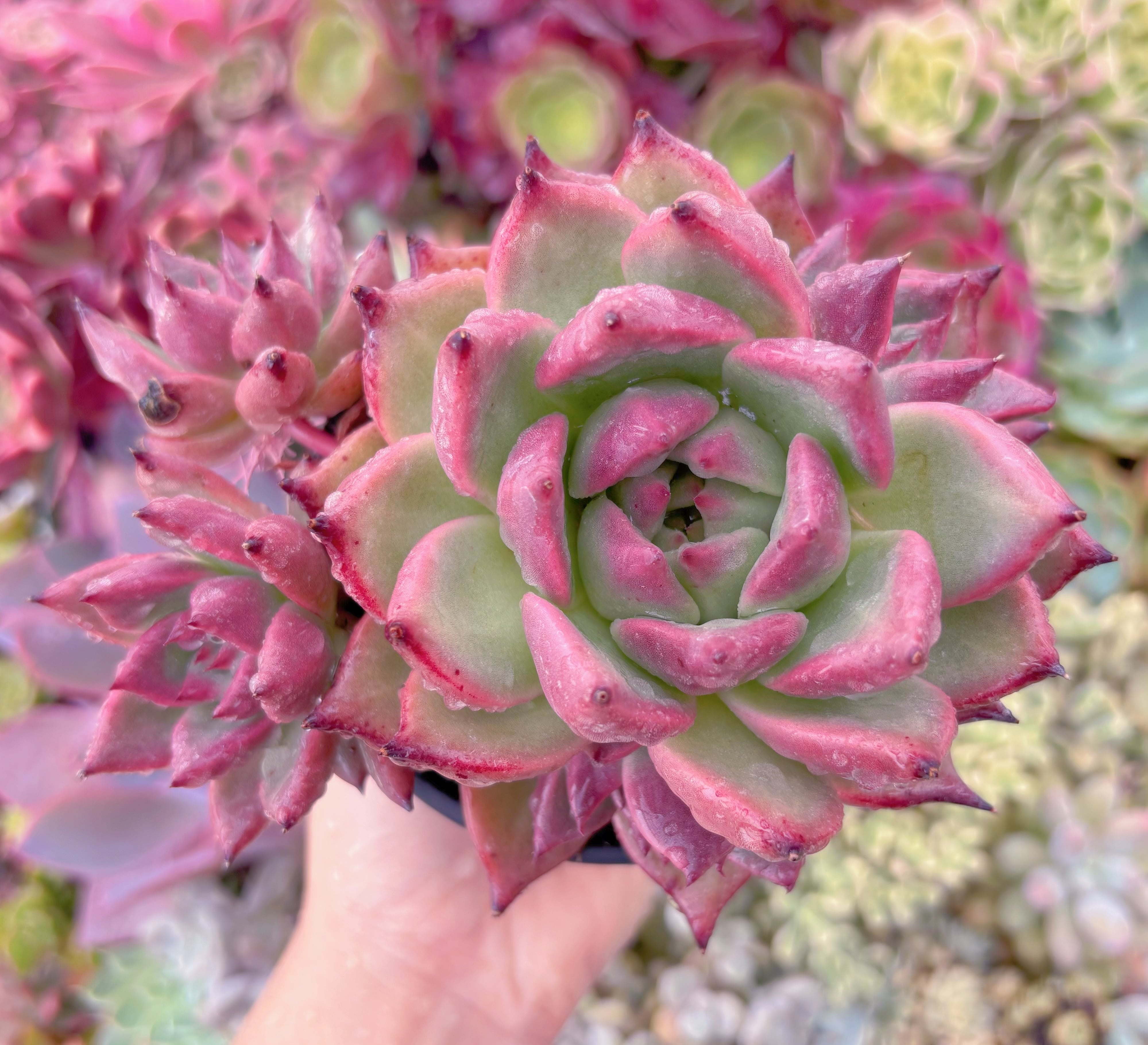 現品　ロメオxマリア#B60　大苗　るる農園