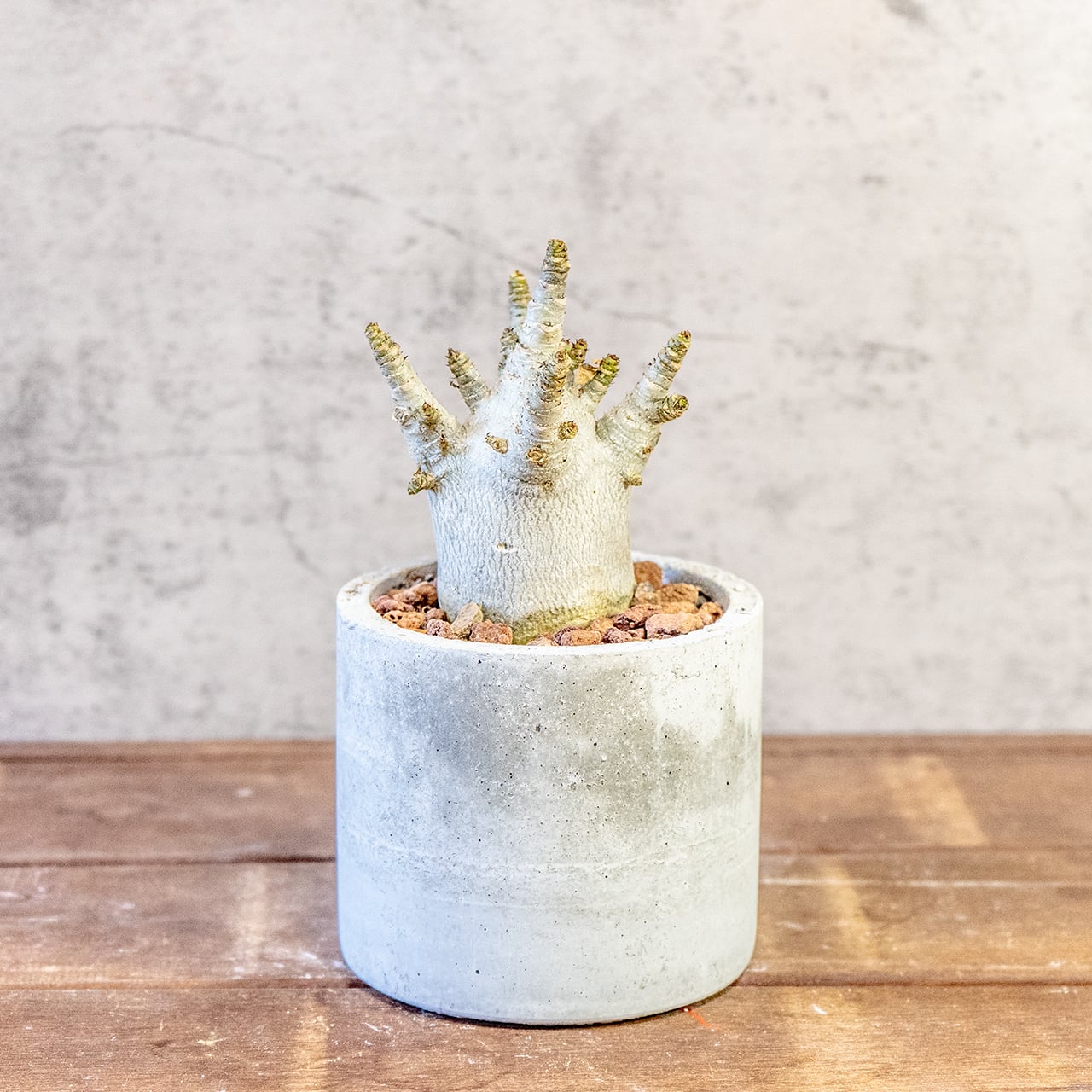 【どっしりとした、低重心の塊根美】アデニウム・アラビカム。一株ごとの厳選仕入れで見つけた、まさに唯一無二の「飾れる芸術品」｜虫発生抑制（全国一律送料850円）