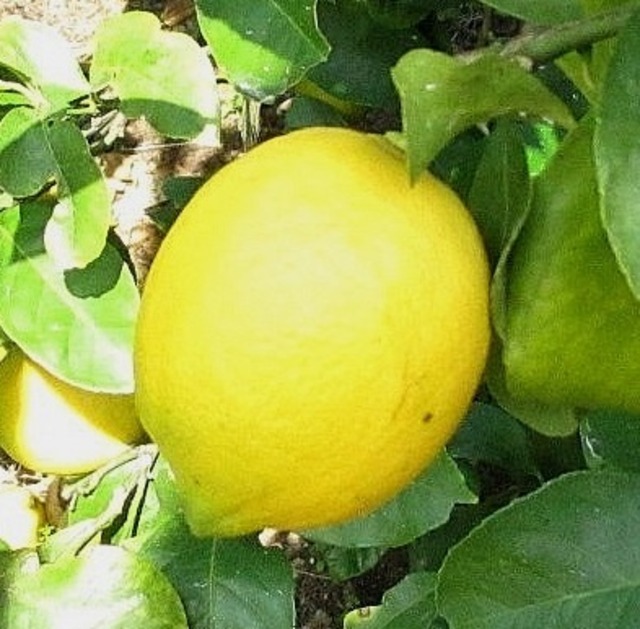「潮風レモン」　3kg　完熟　ワックス・防腐剤不使用　
