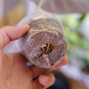 【斑入り】アロカシア ブラックベルベット⑦ / Alocasia reginula 'Variegated'│観葉植物