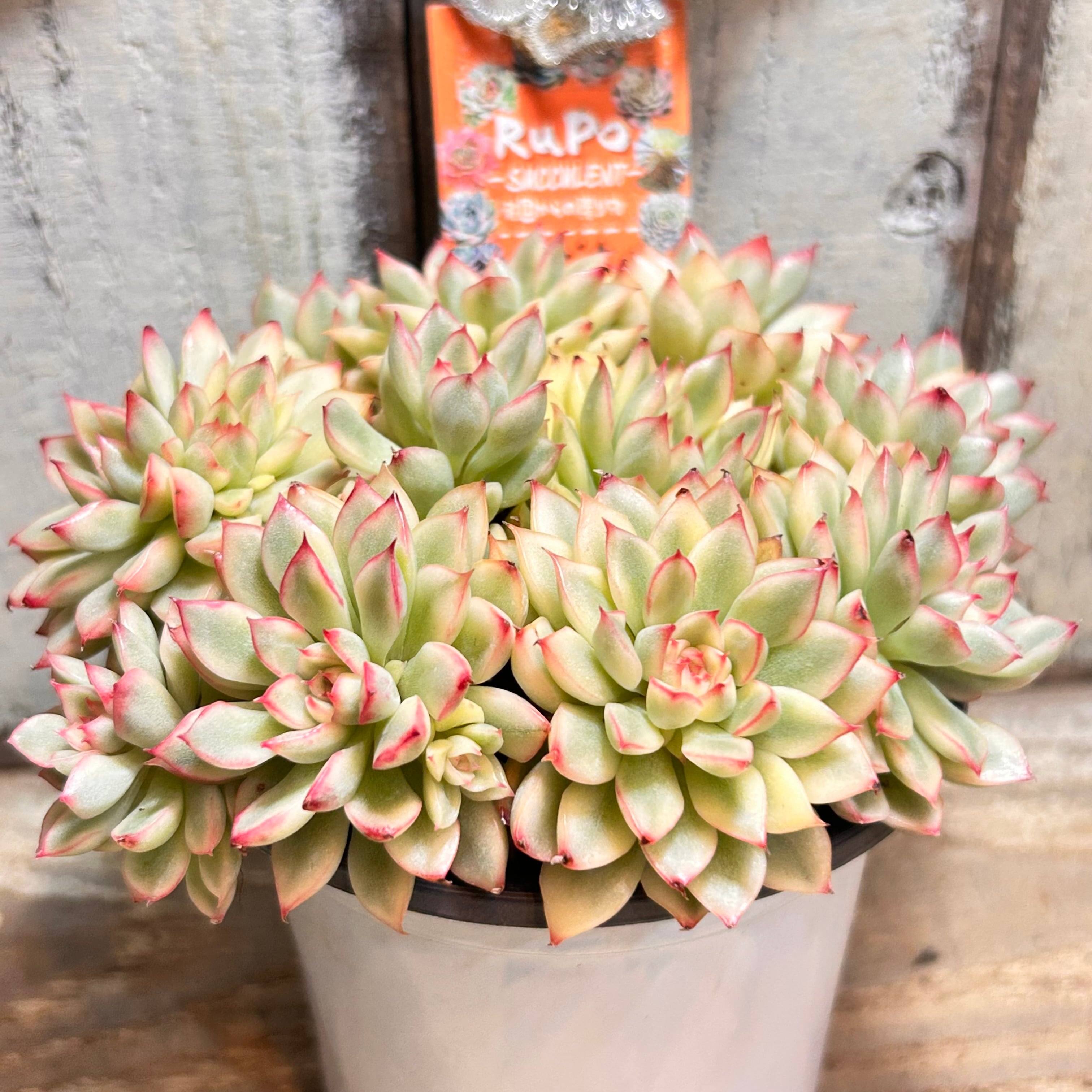 錦 | RuPo 多肉植物専門店