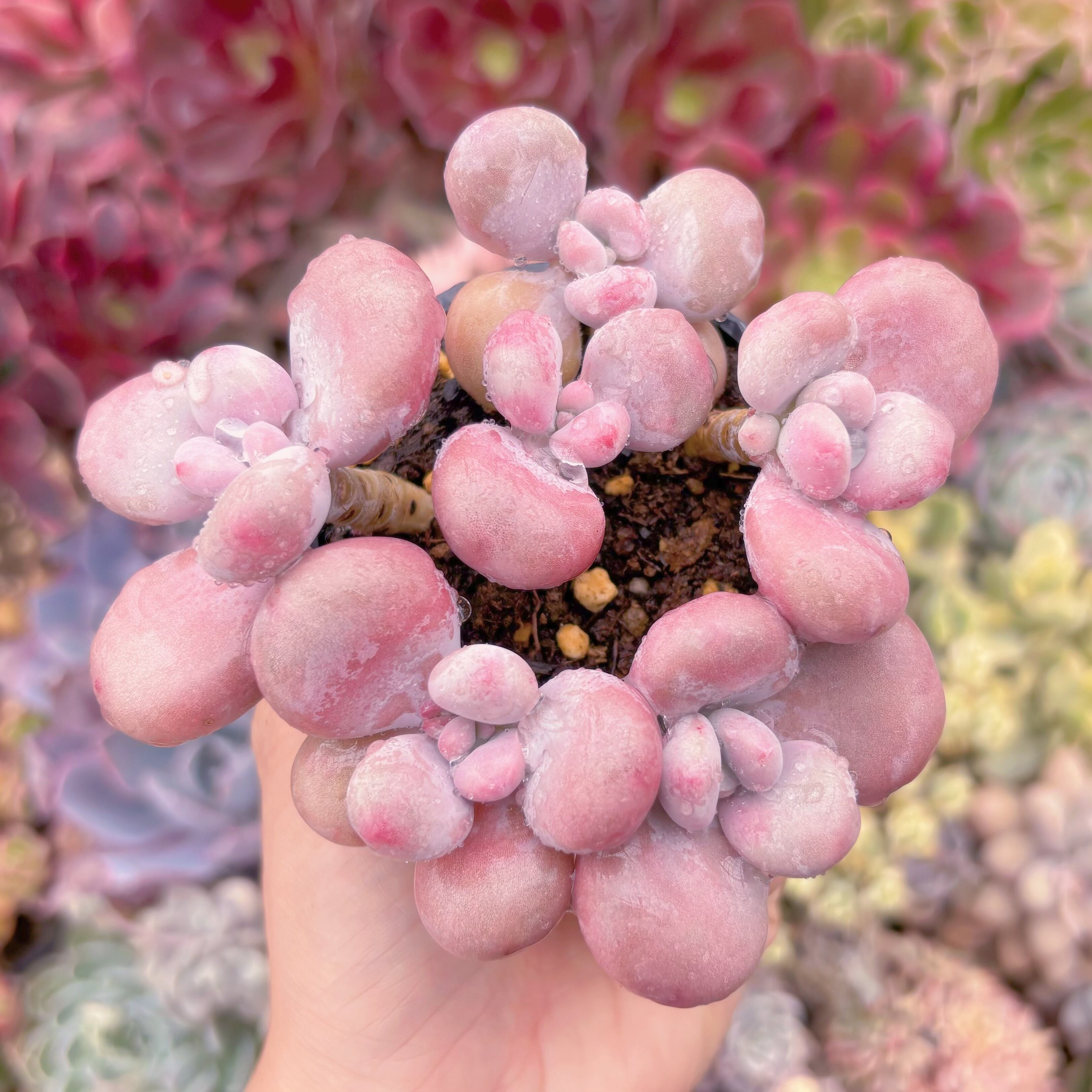 現物　膵臓のたまご#680　るる農園