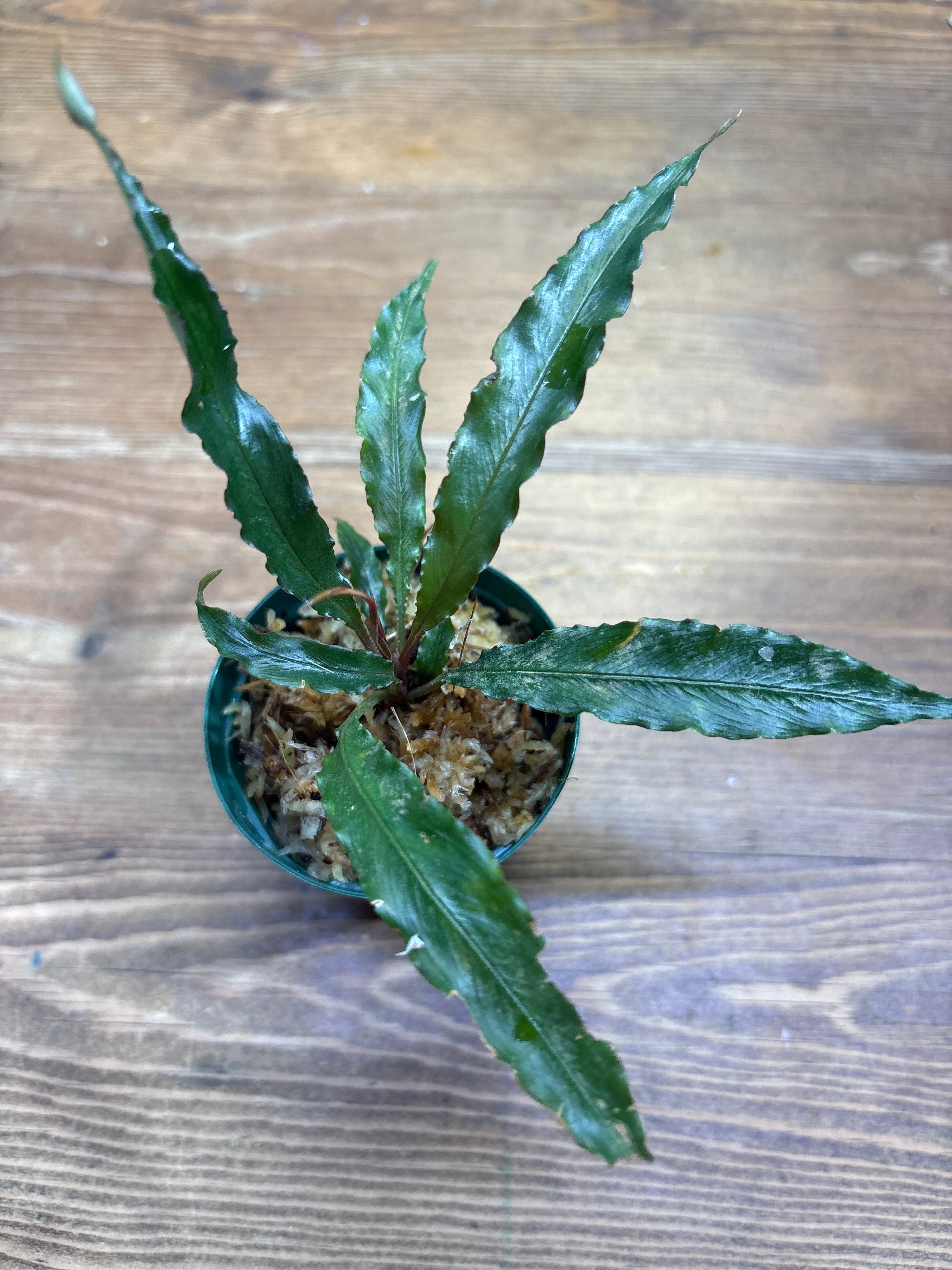 スキスマトグロッティス | Plants Base