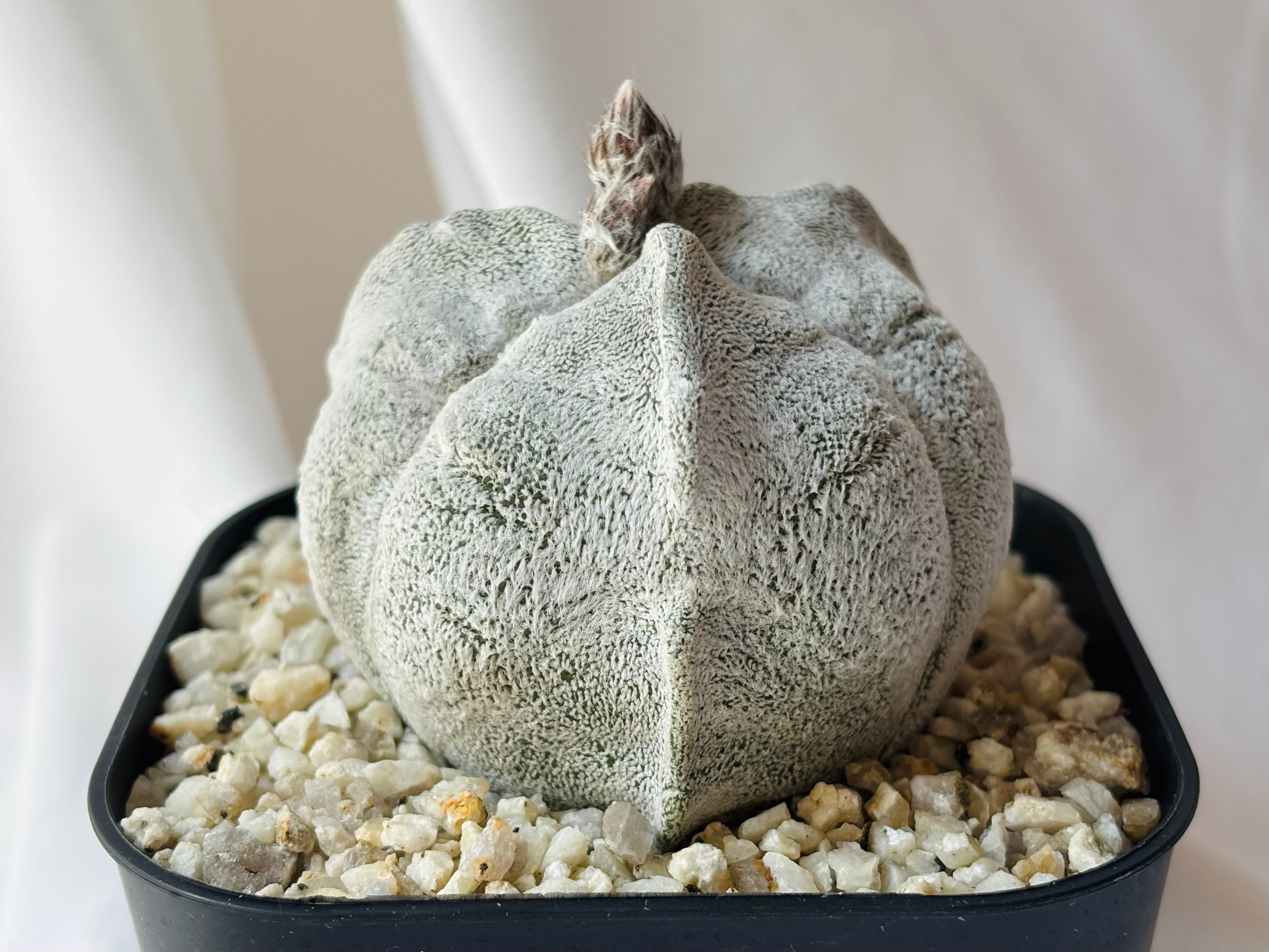 Astrophytum アストロフィツム | plants MARU ーサボテン・多肉植物の