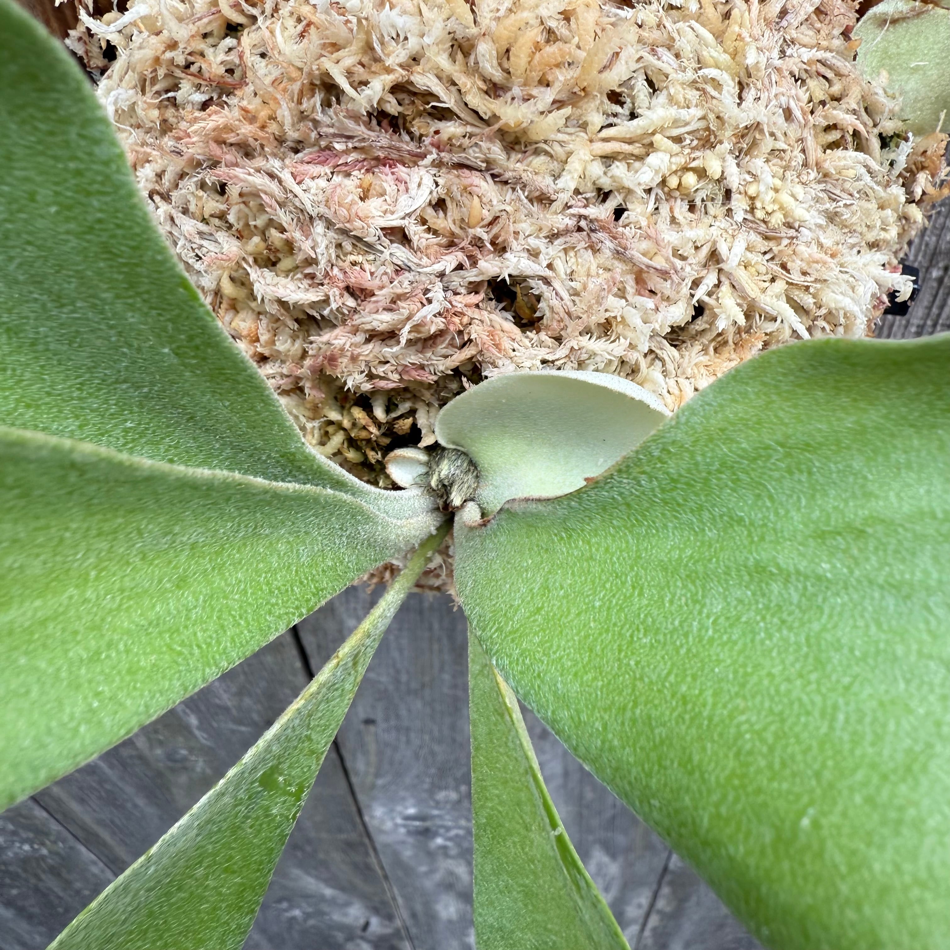 P. Little Finger (pup) | naturefix