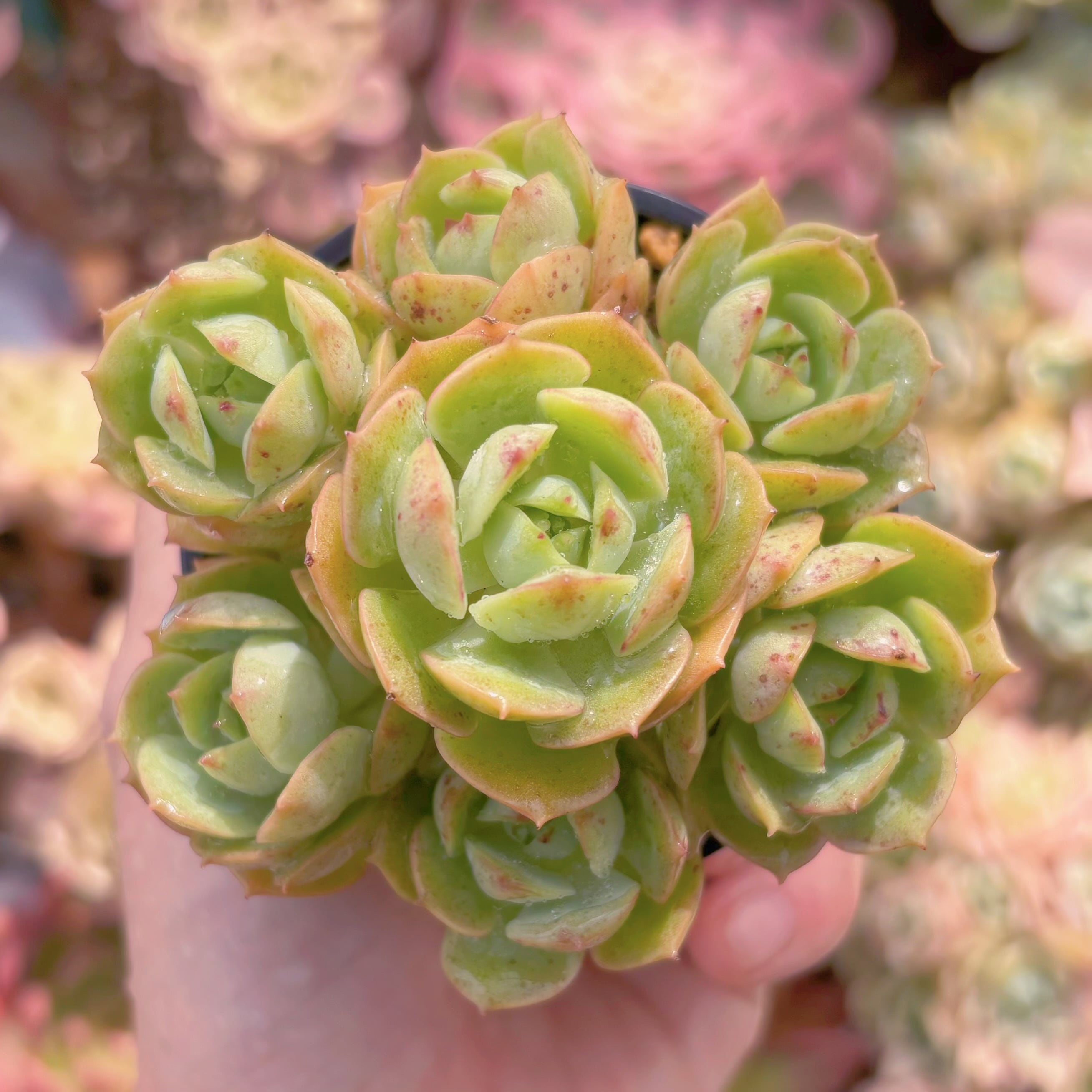 現品　イタリアローズ#818　るる農園