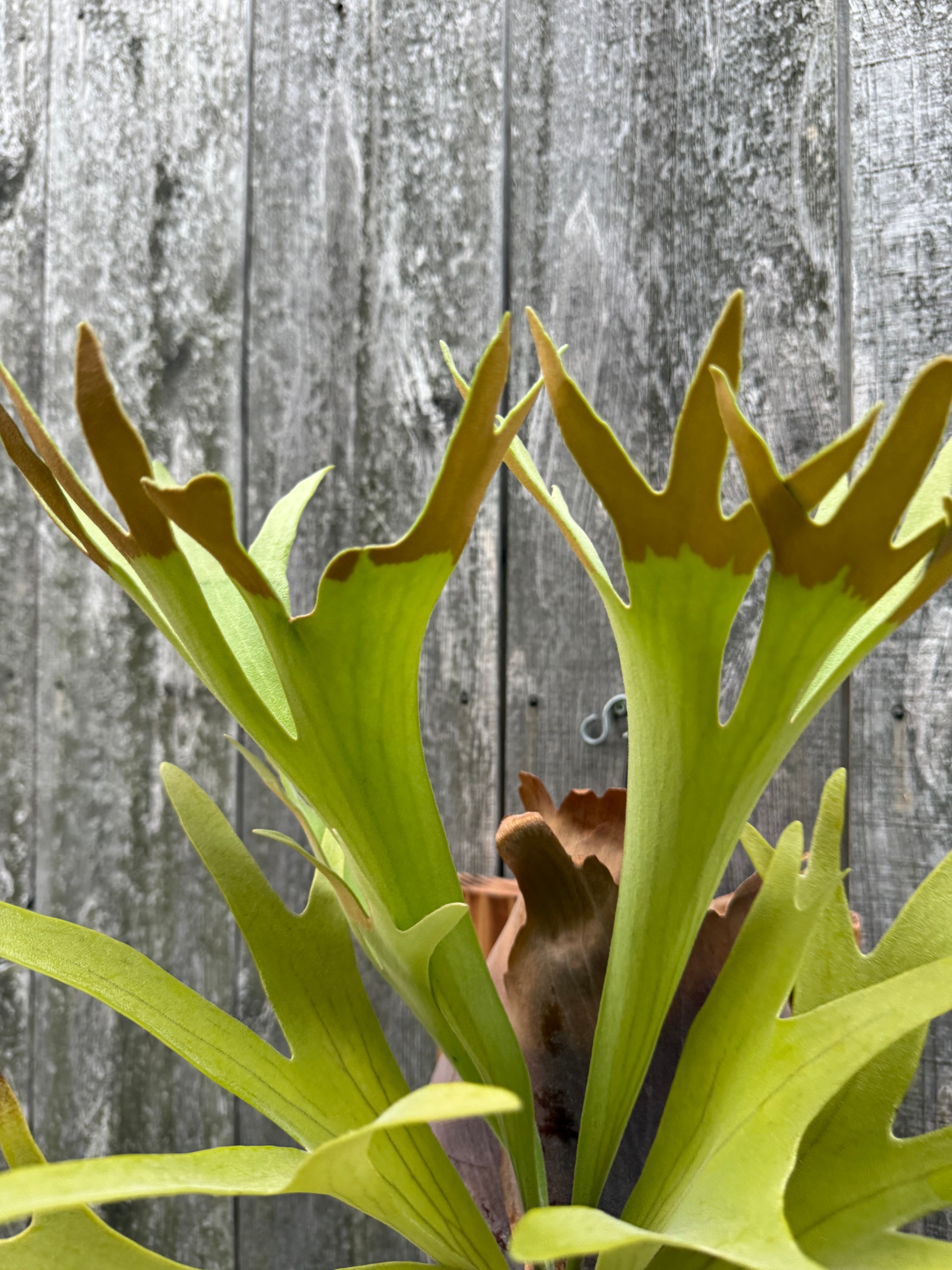 Platycerium bifurcatum Popcorn (pup) | naturefix