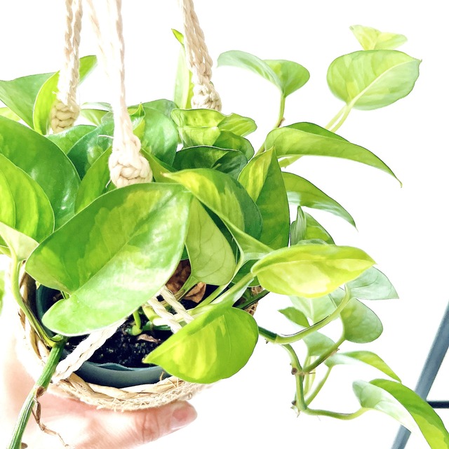 ポトス２種＆マクラメハンガー＆鉢カバーセット calm cafeオリジナル