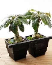 抜き苗 ドルステニア エラータ M Dorstenia elata