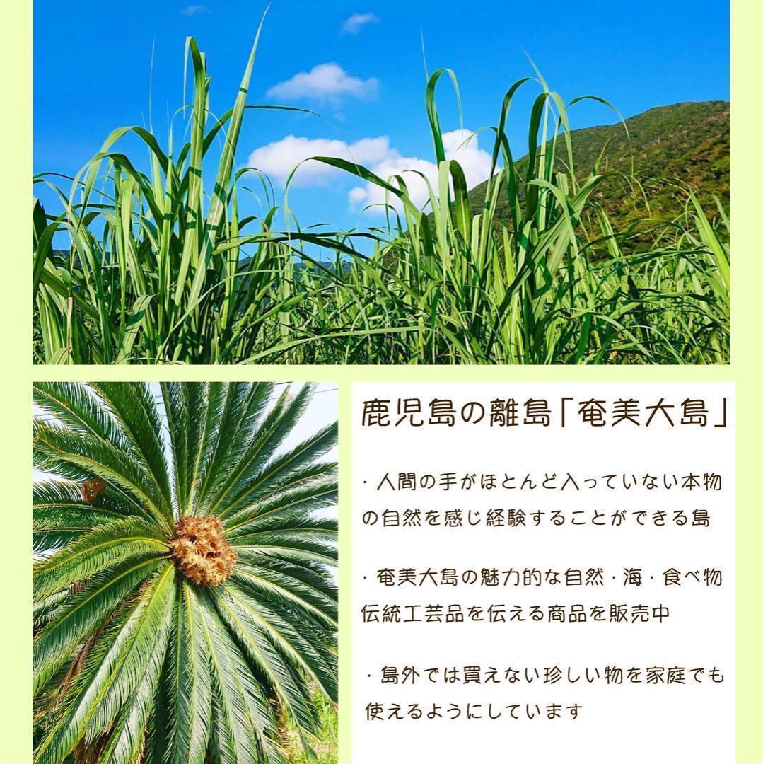 センネンボクティーリーフ1００枚 奄美大島産：センネンボク(ティーリーフ） 6号鉢】 ハワイアン気分を