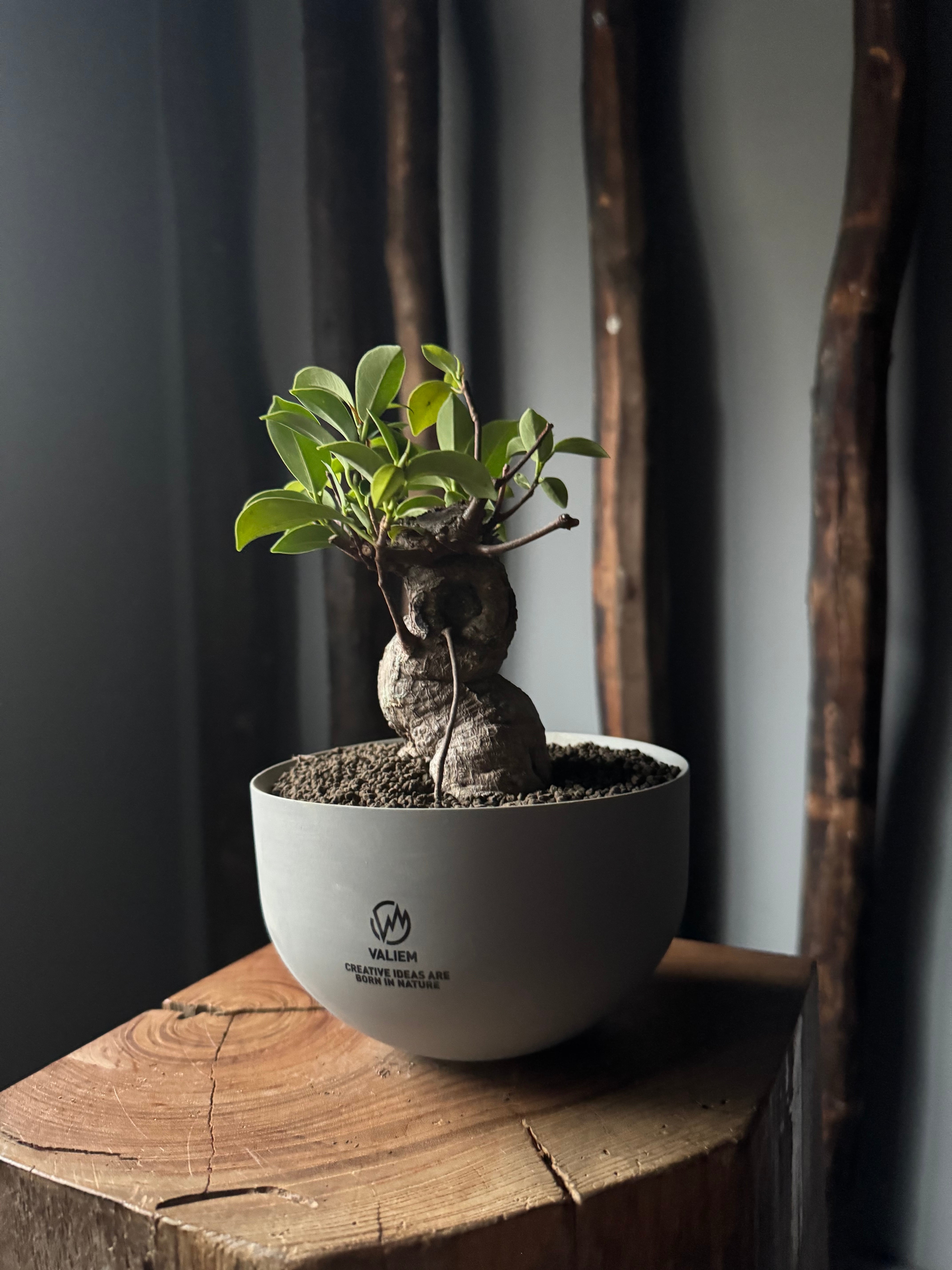 VALIEM WARP GHOST セット