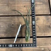 チランジア スブリフェラ【144】