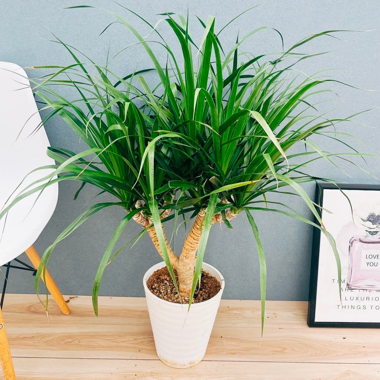 現品］【希少】30番 ドラセナ カンボジアーナ 観葉植物 レア 室内 幸福