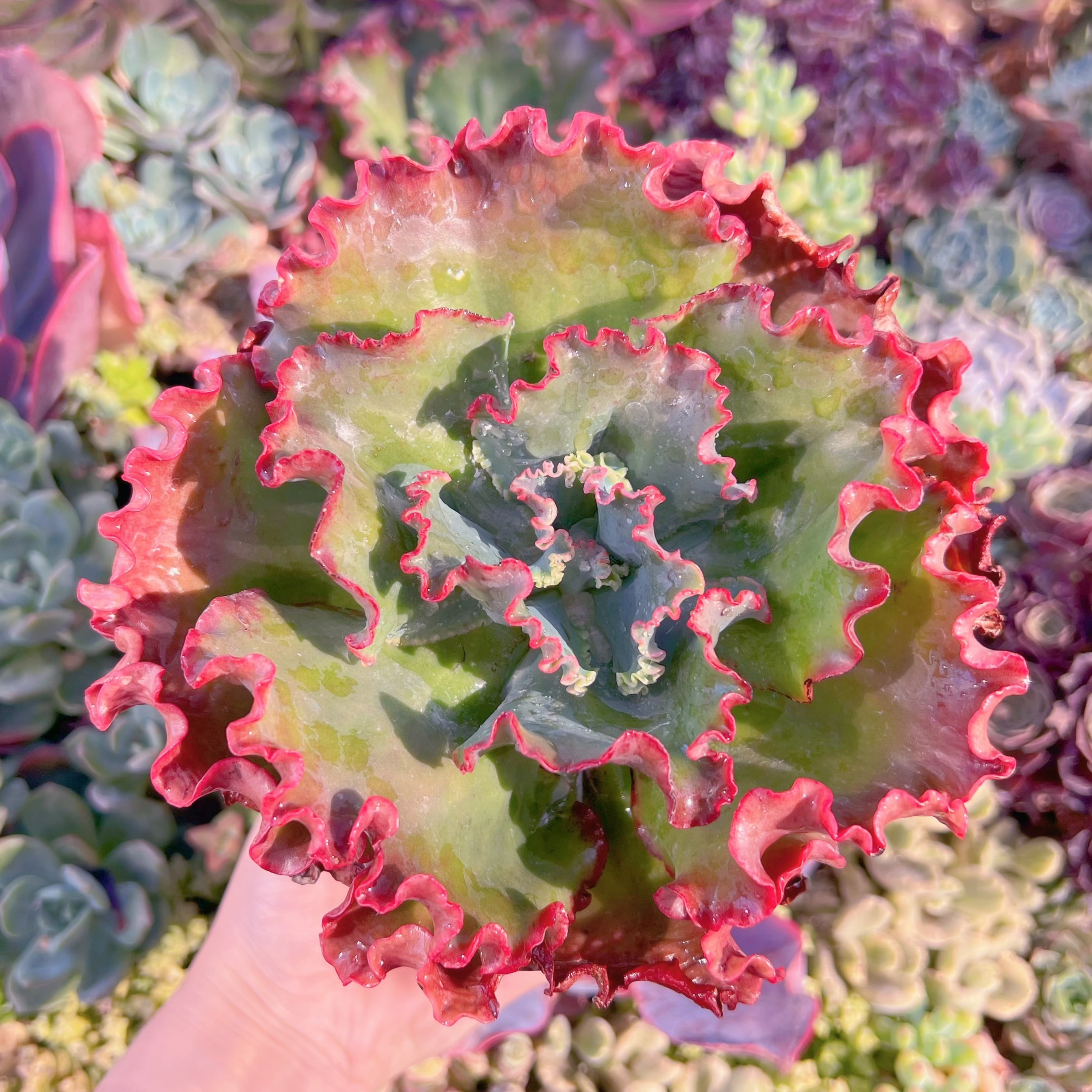 現品　紅珊瑚#F067　特大苗　るる農園