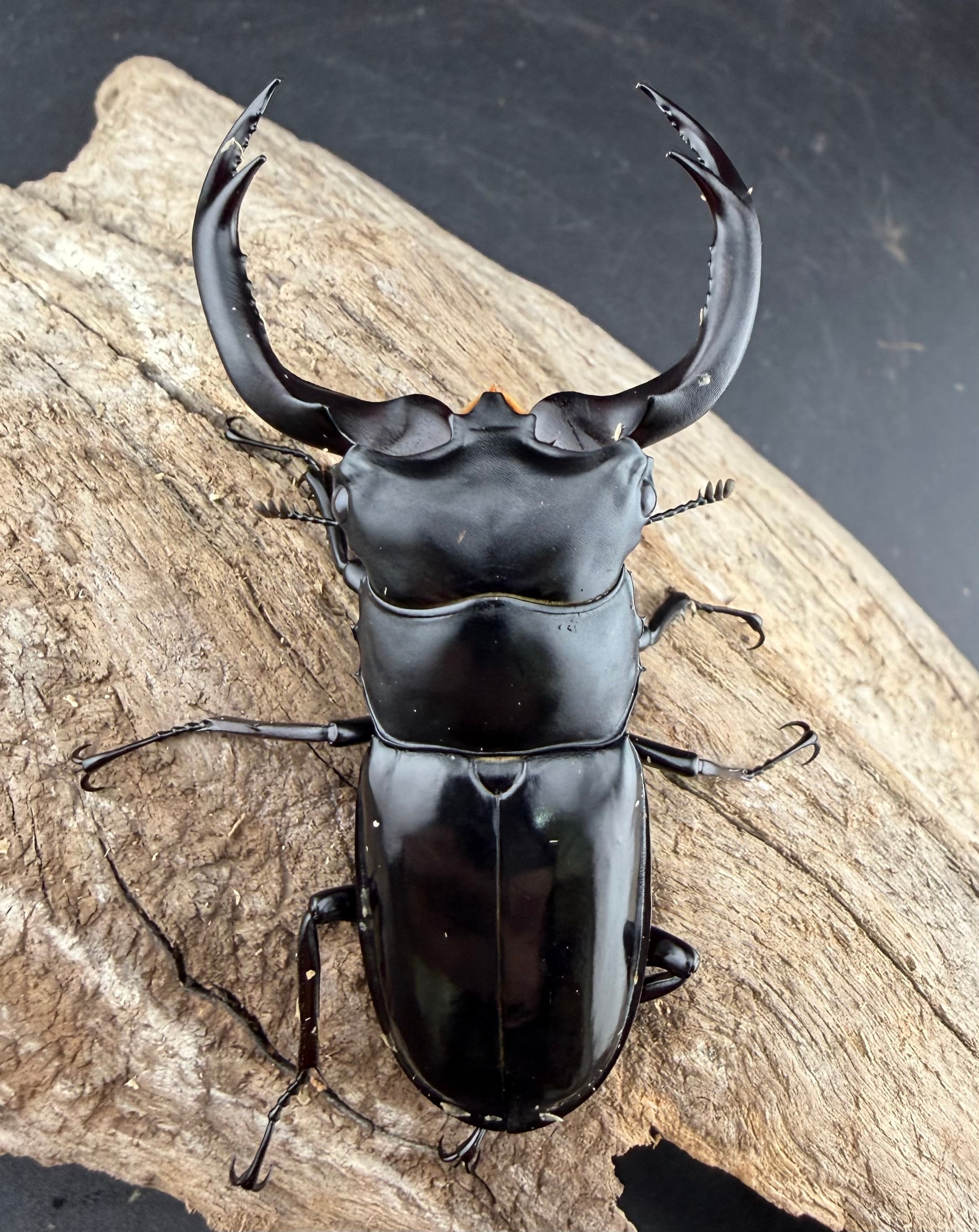 ウエストウッディ亜種カズミアエ 76mm ペア》 | KPW公式オンラインショップ