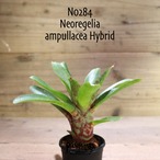 【送料無料】Neoregelia ampullacea Hybrid〔ネオレゲリア〕現品発送N0284