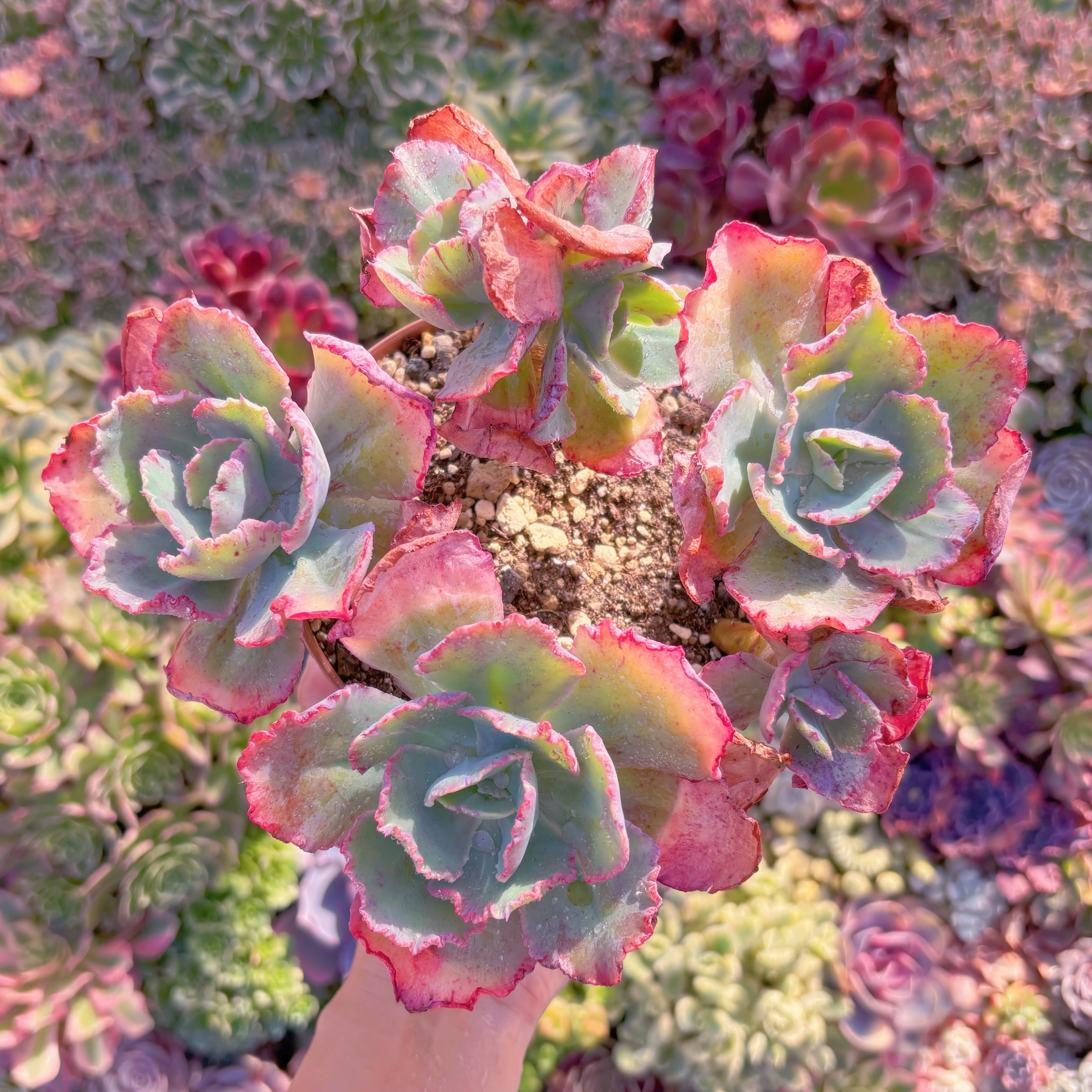 現品　火山女神#M149　特大群生　るる農園