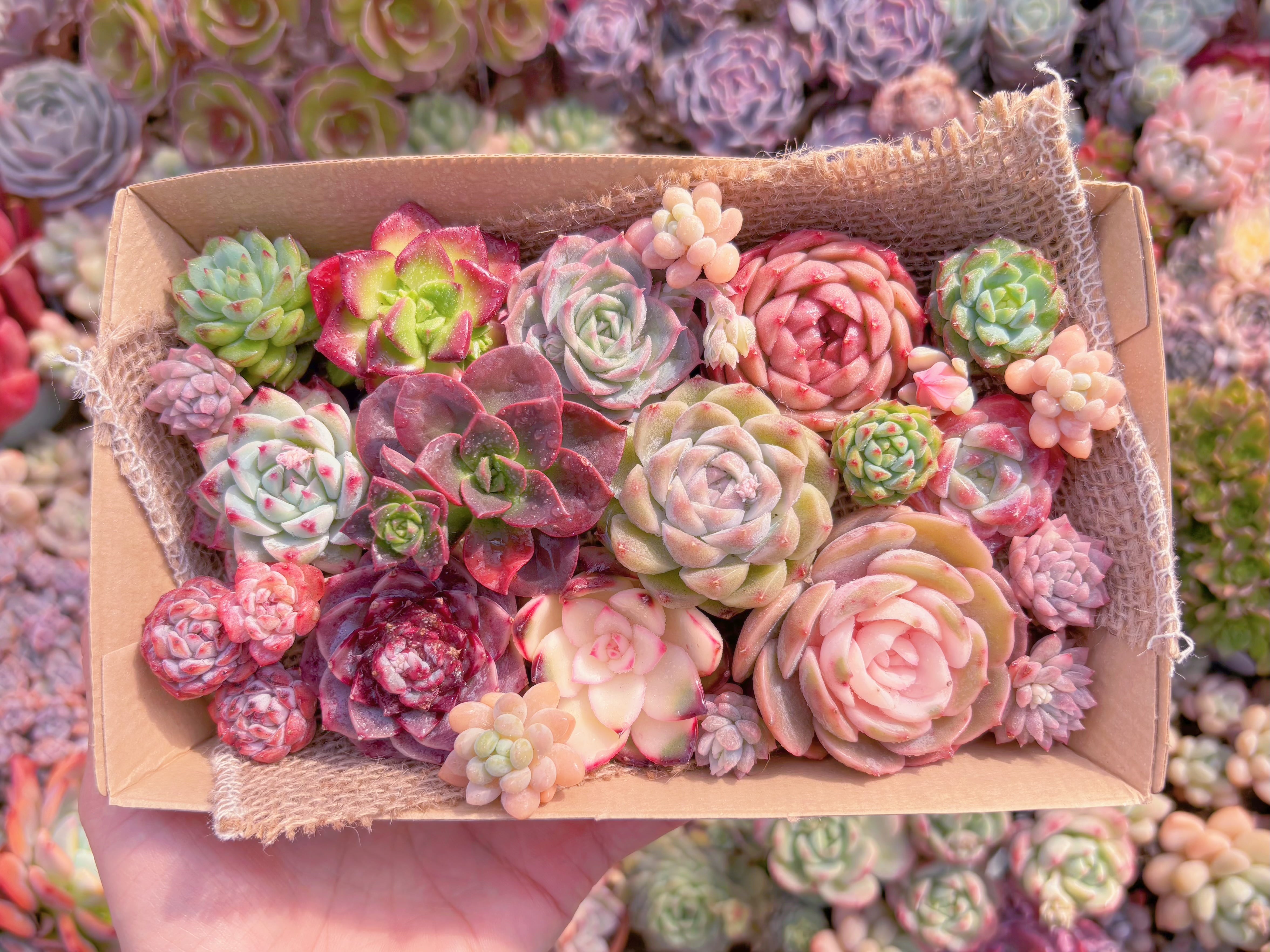 現品　寄せ植えセット#341　12cmx20cm　るる農園