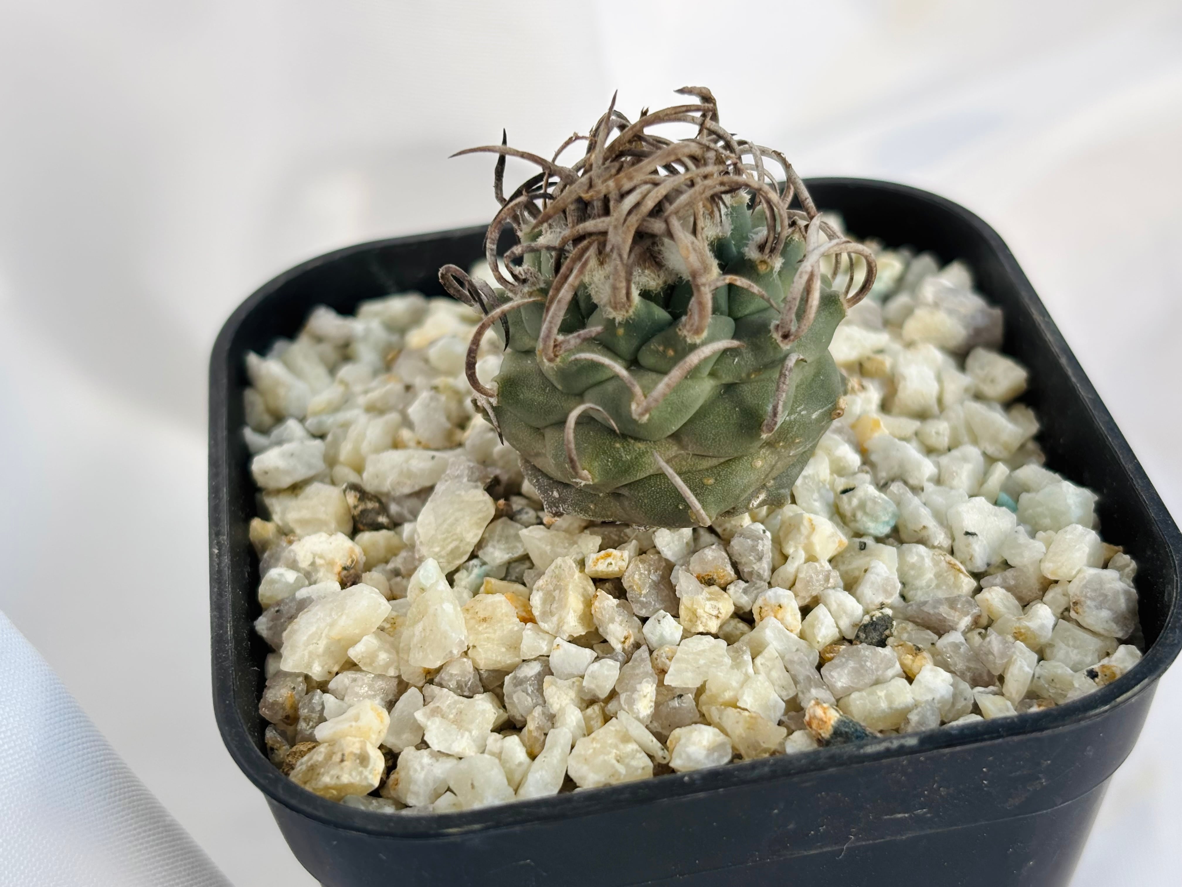 Turbinicarpus Schmiedickeanus ツルビニカルプス 昇竜丸 サボテン