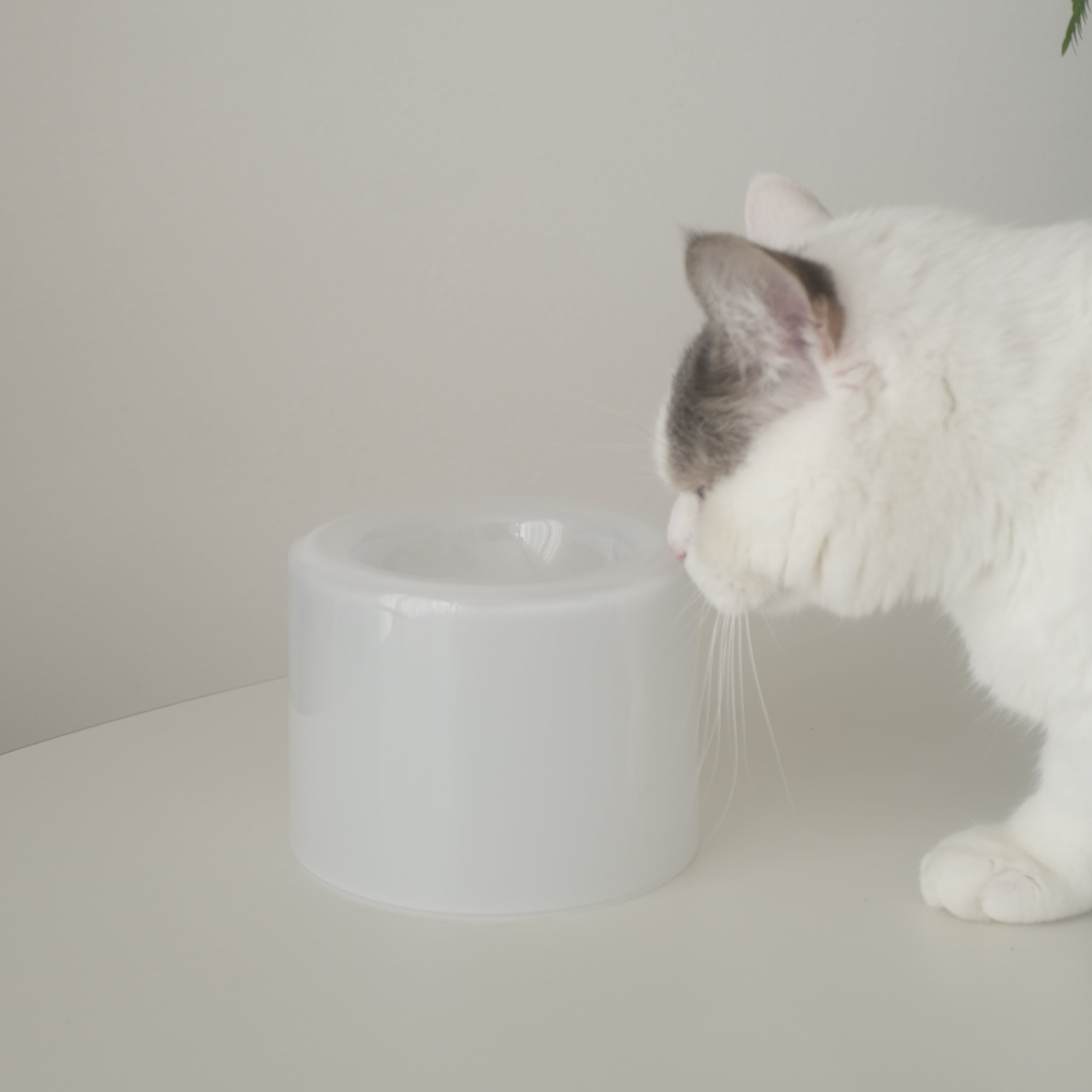 Glass Food Bowl／Ice Mint / tofmofu Food Bowl | tofmofu