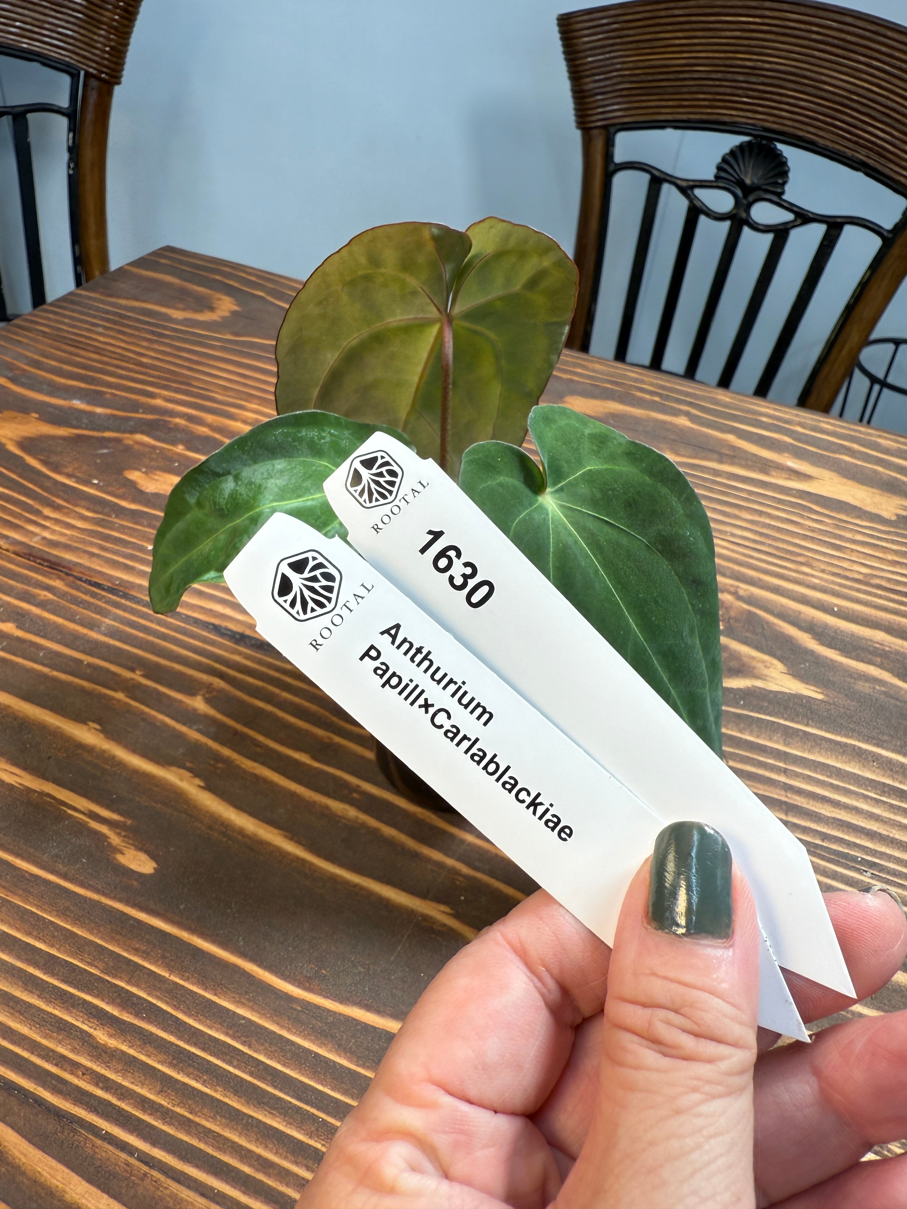 その他 | ROOTALPLANTS