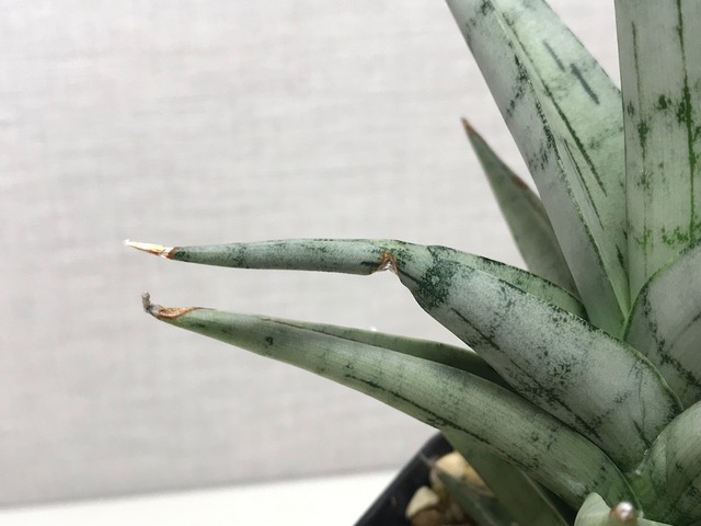 サンスベリア チンタ
