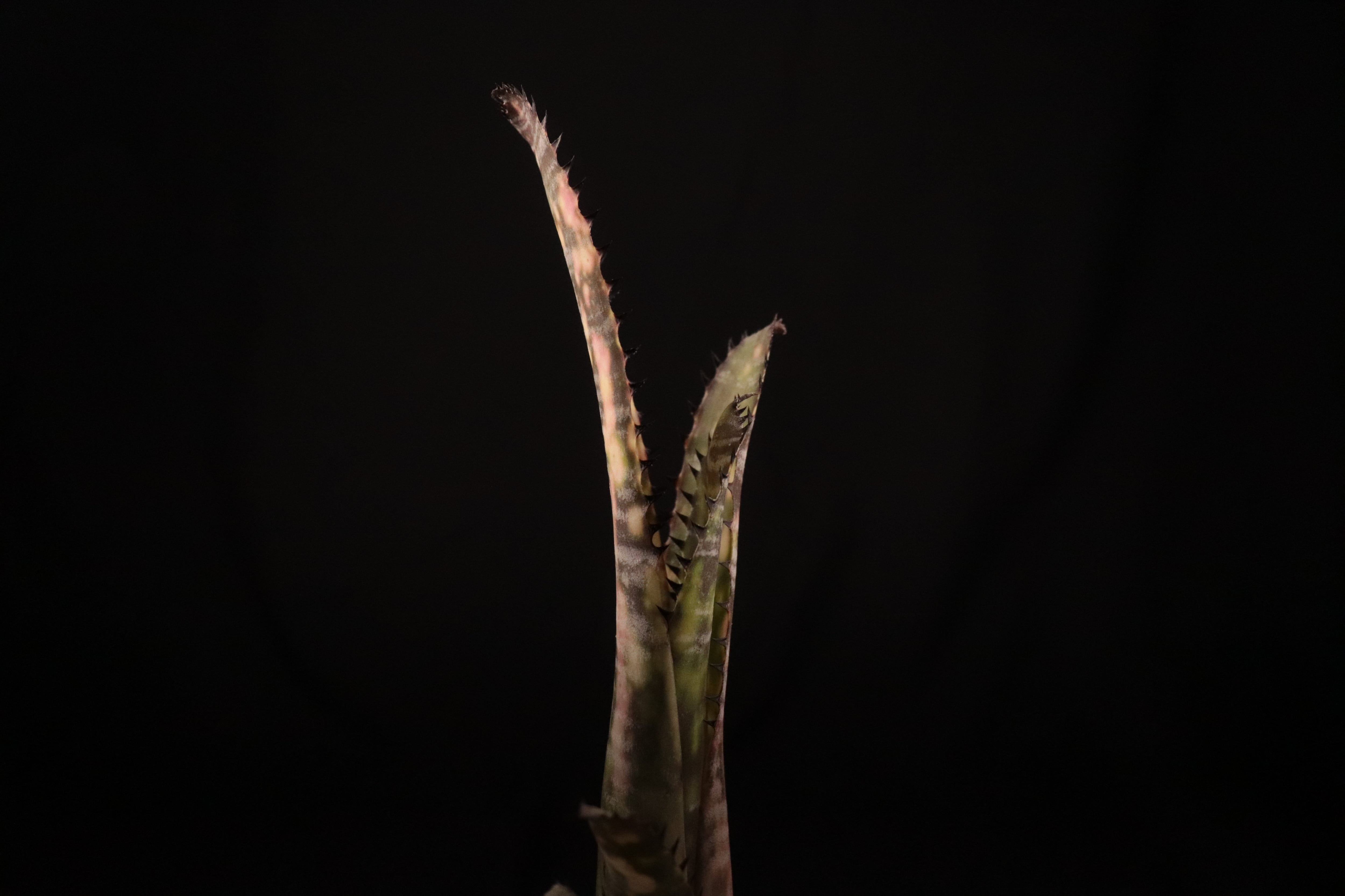 reserved】Billbergia 'Zipline'〔ビルベルギア〕現品発送B0177