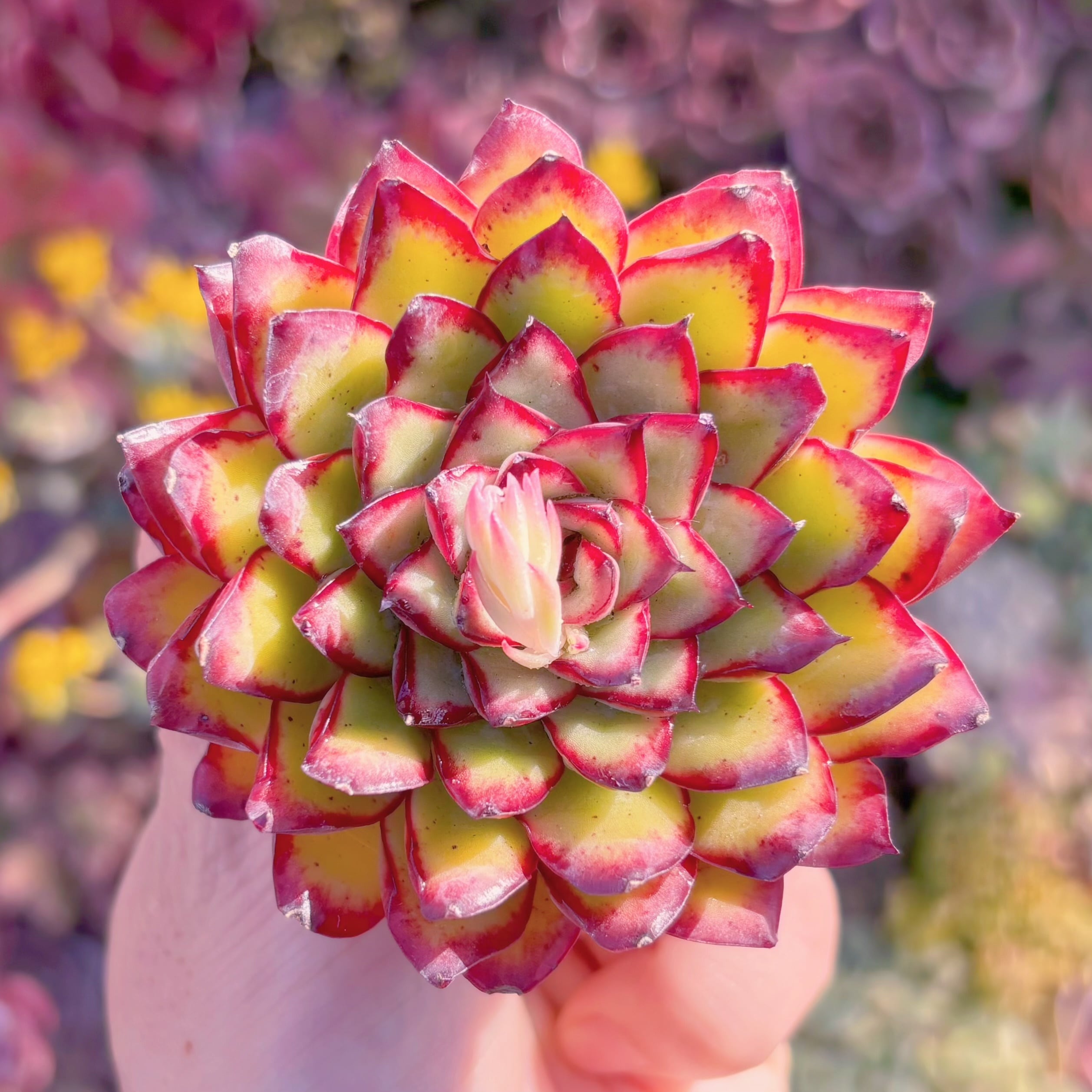 多肉植物　メキシコプリトニス　新入荷　るる農園