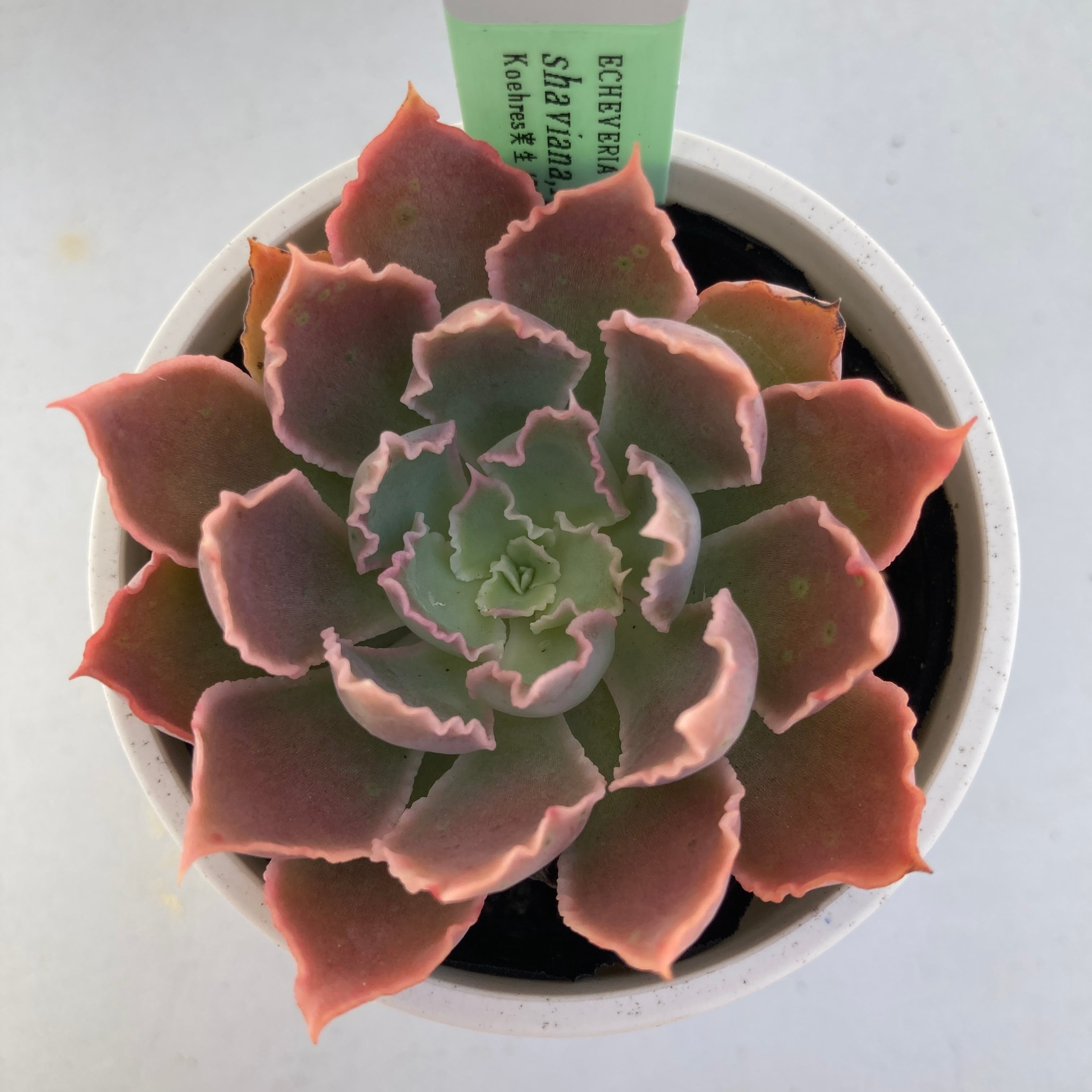 特価 エケベリア カンテ 500粒 原種 実生 ケーレス 種子 特価 エケベリア カンテ 500粒 原種 実生 ケーレス 種子 特価