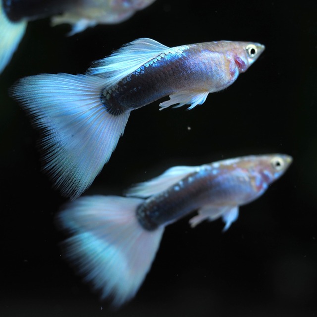 【セール】ドイツイエロータキシードリボン　1カルテット