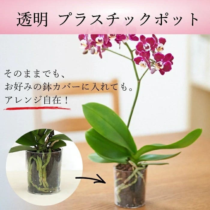 ミディ胡蝶蘭⭐️タニータニー ミディ胡蝶蘭シングル in your room 3.5号 | Terakoya NINJA