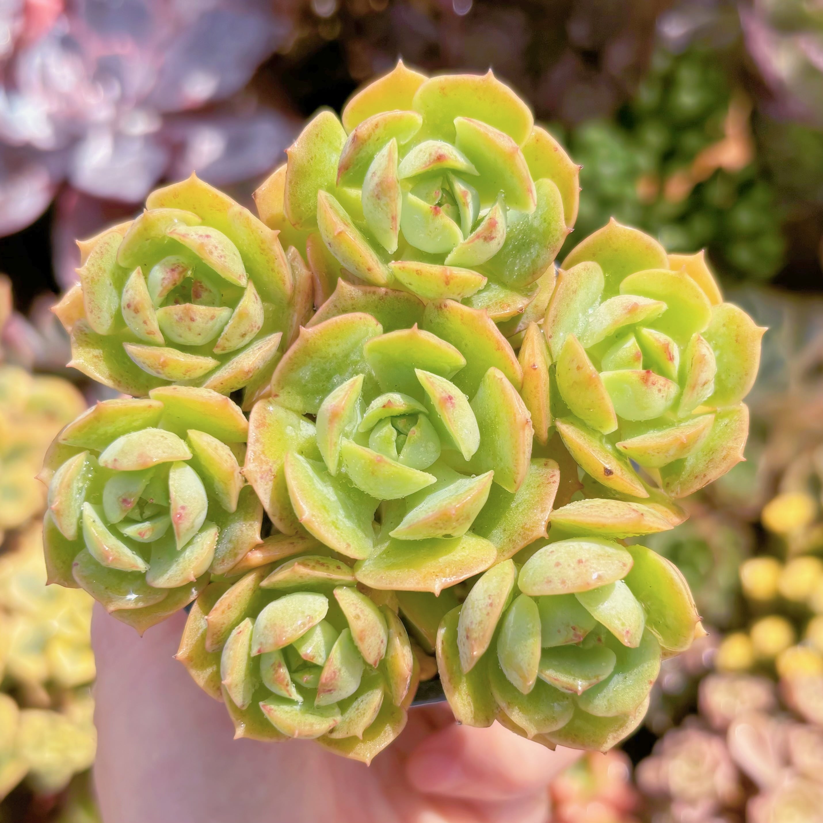 現品　イタリアローズ#A17　るる農園